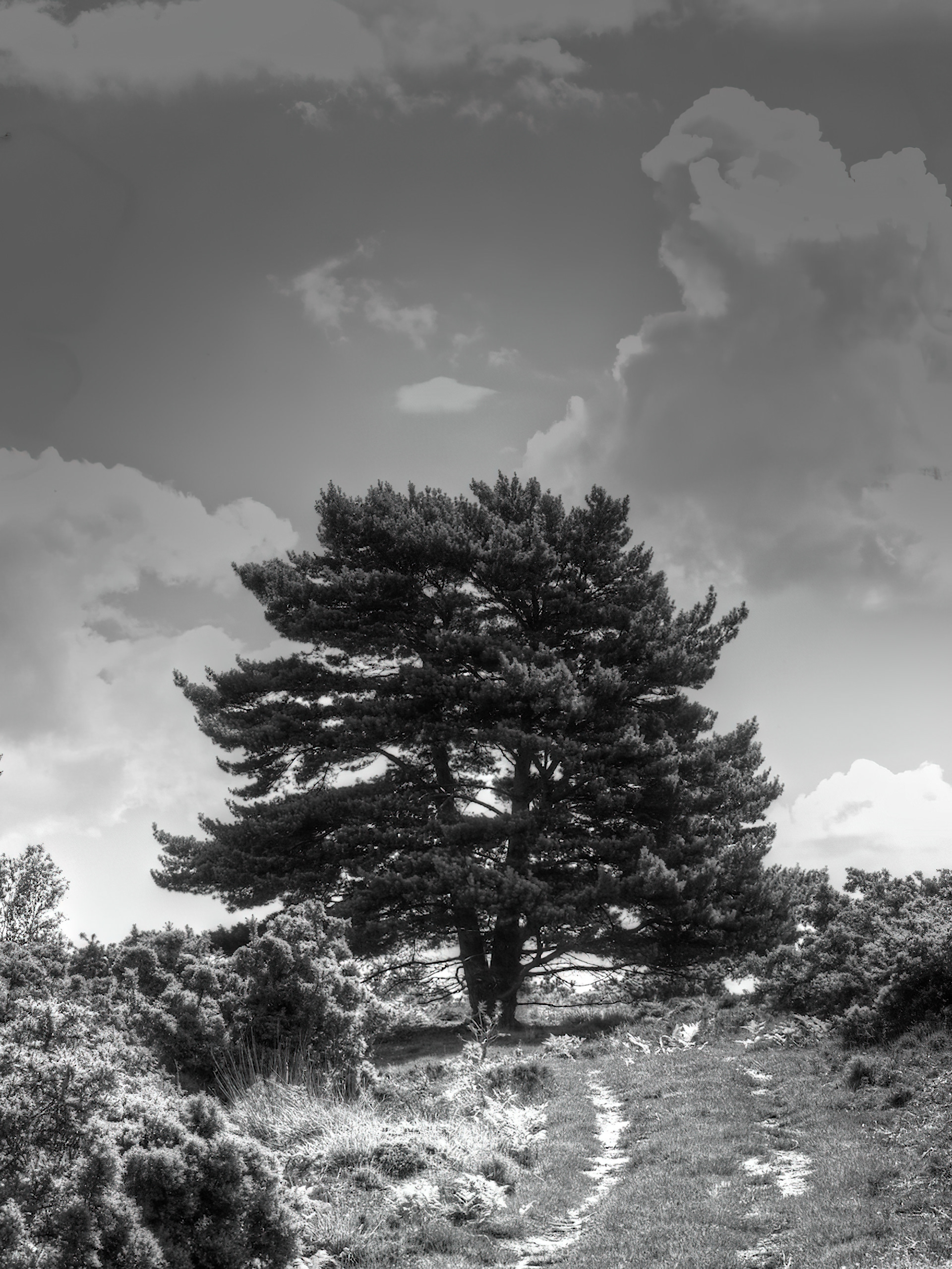 Arne Nature Reserve, England