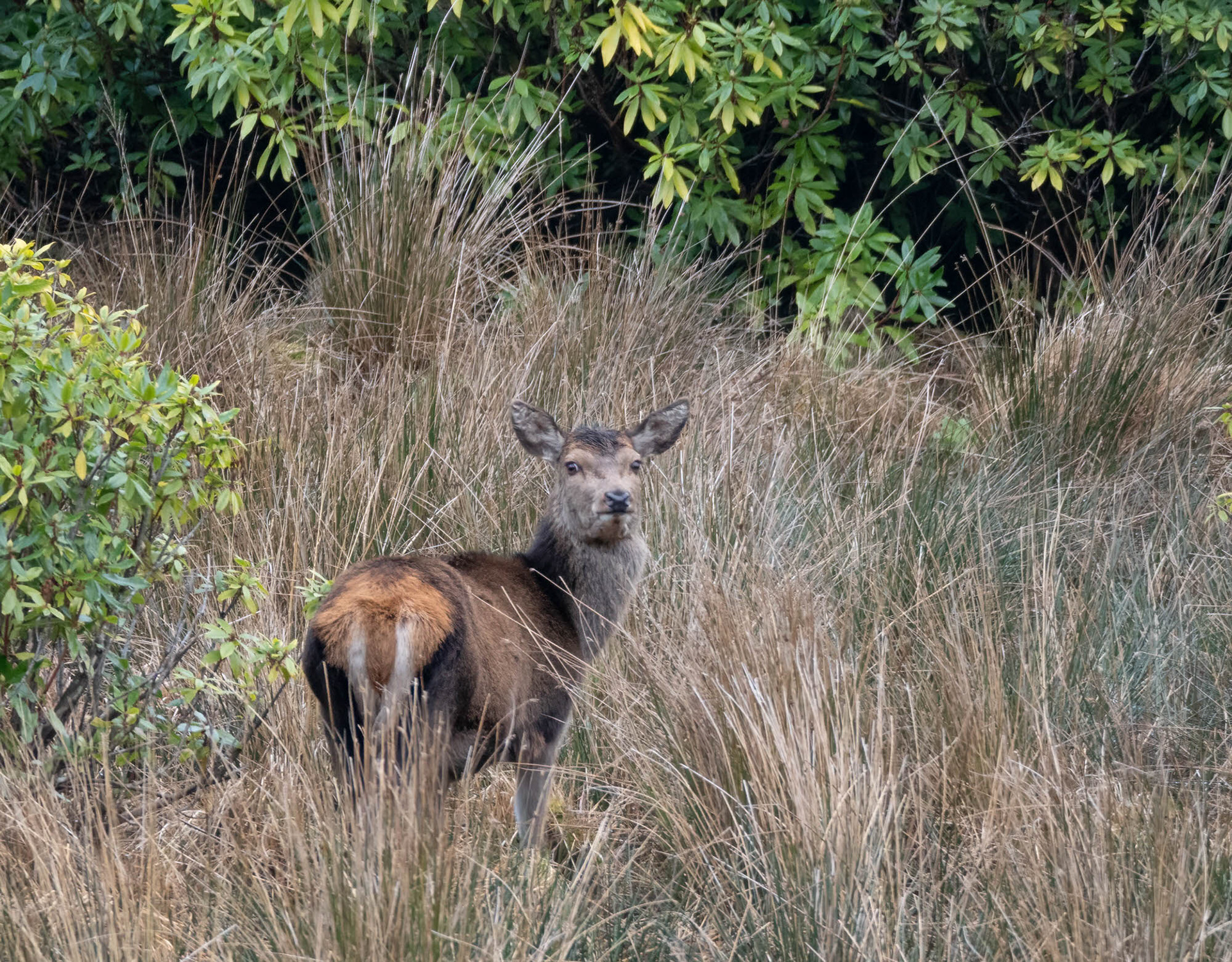 Red deer hind, Isle of Arran