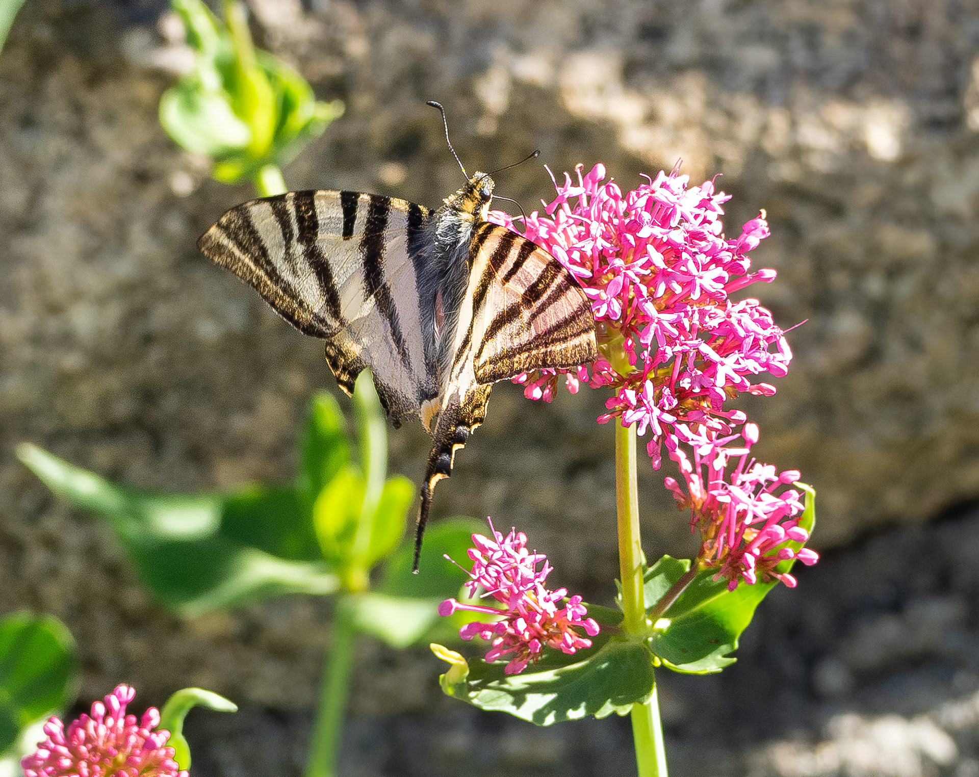 Scarce Swallowtail Butterfly