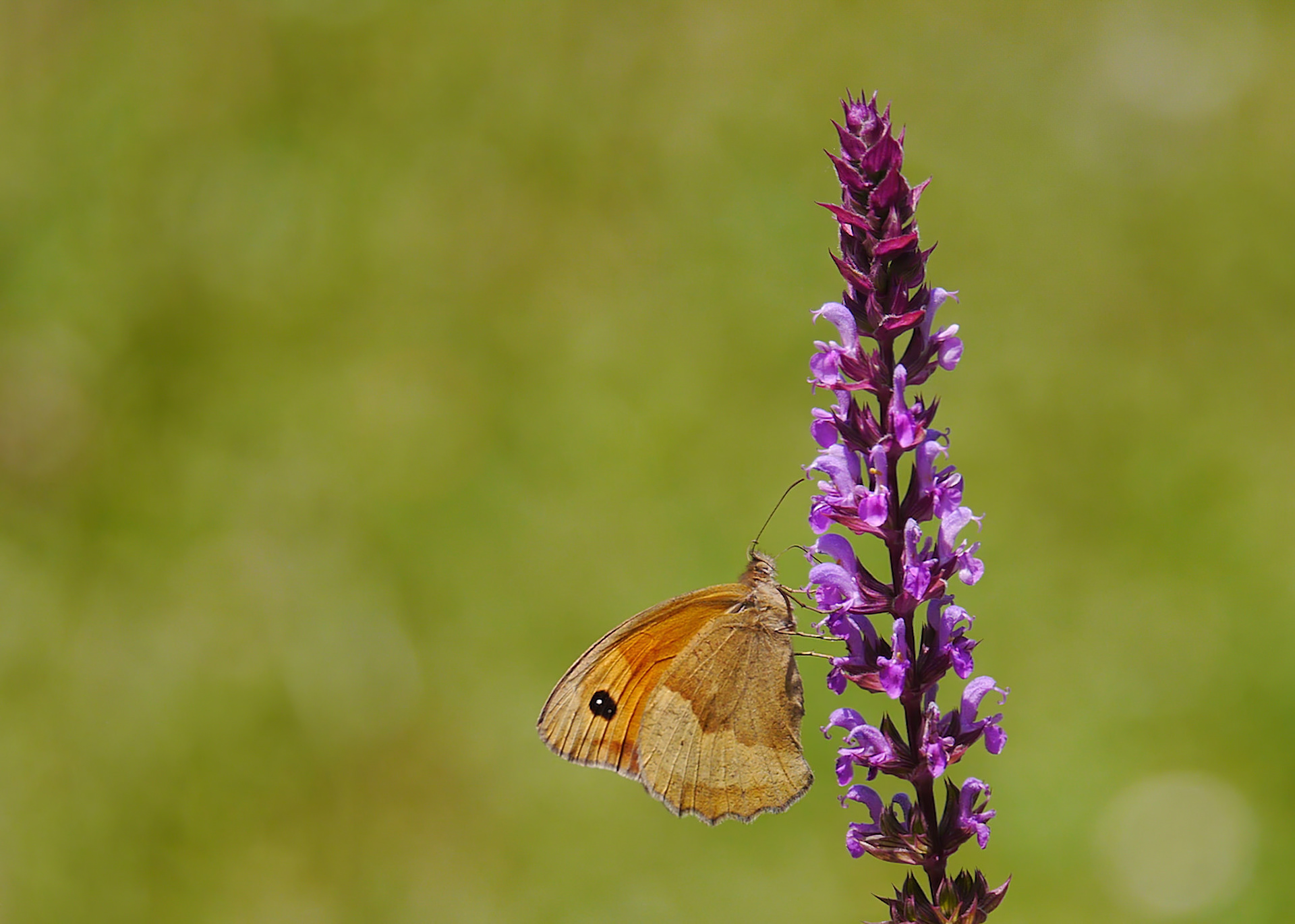 Meadow Brown Butterfly