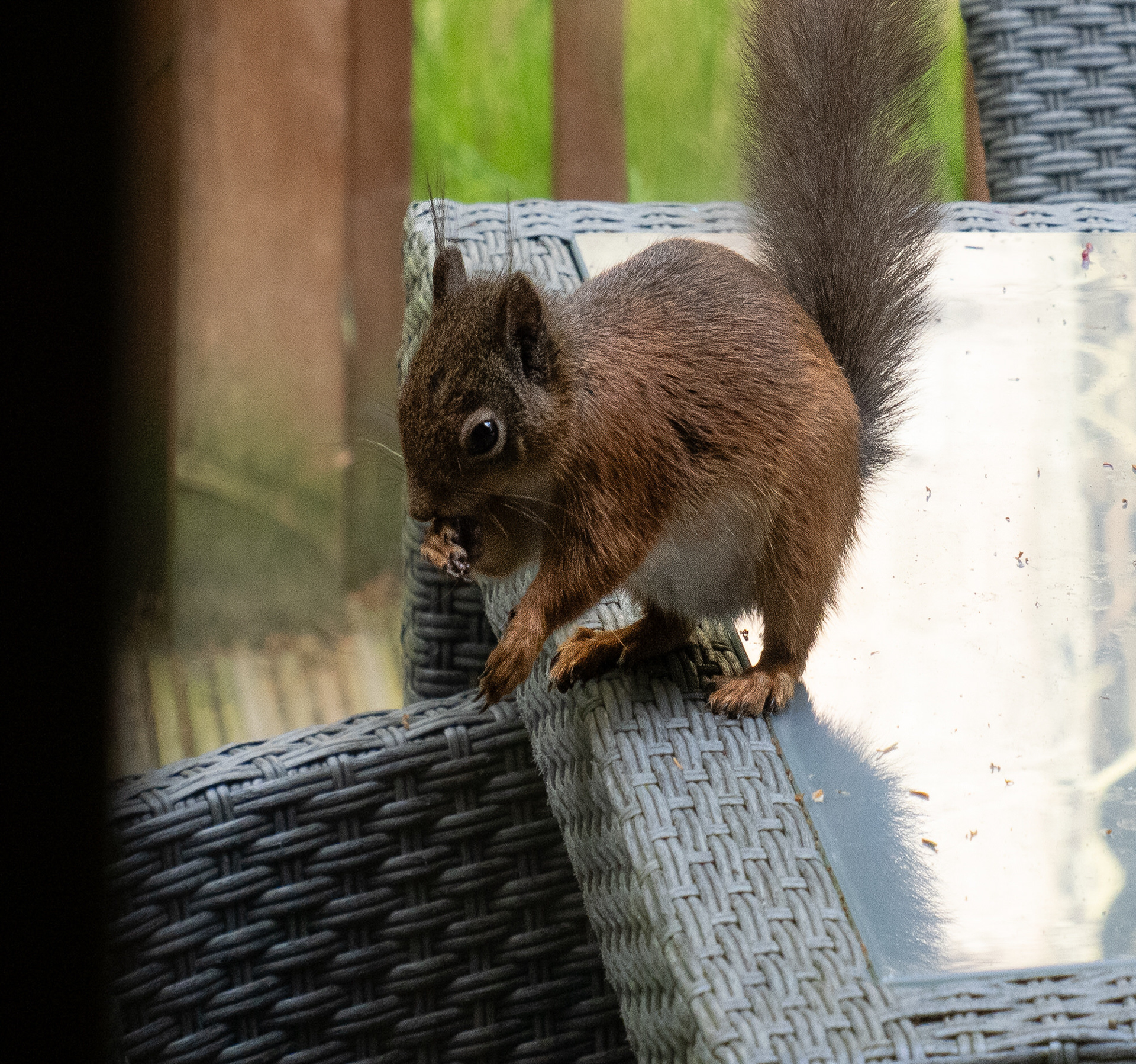 Red Squirrel