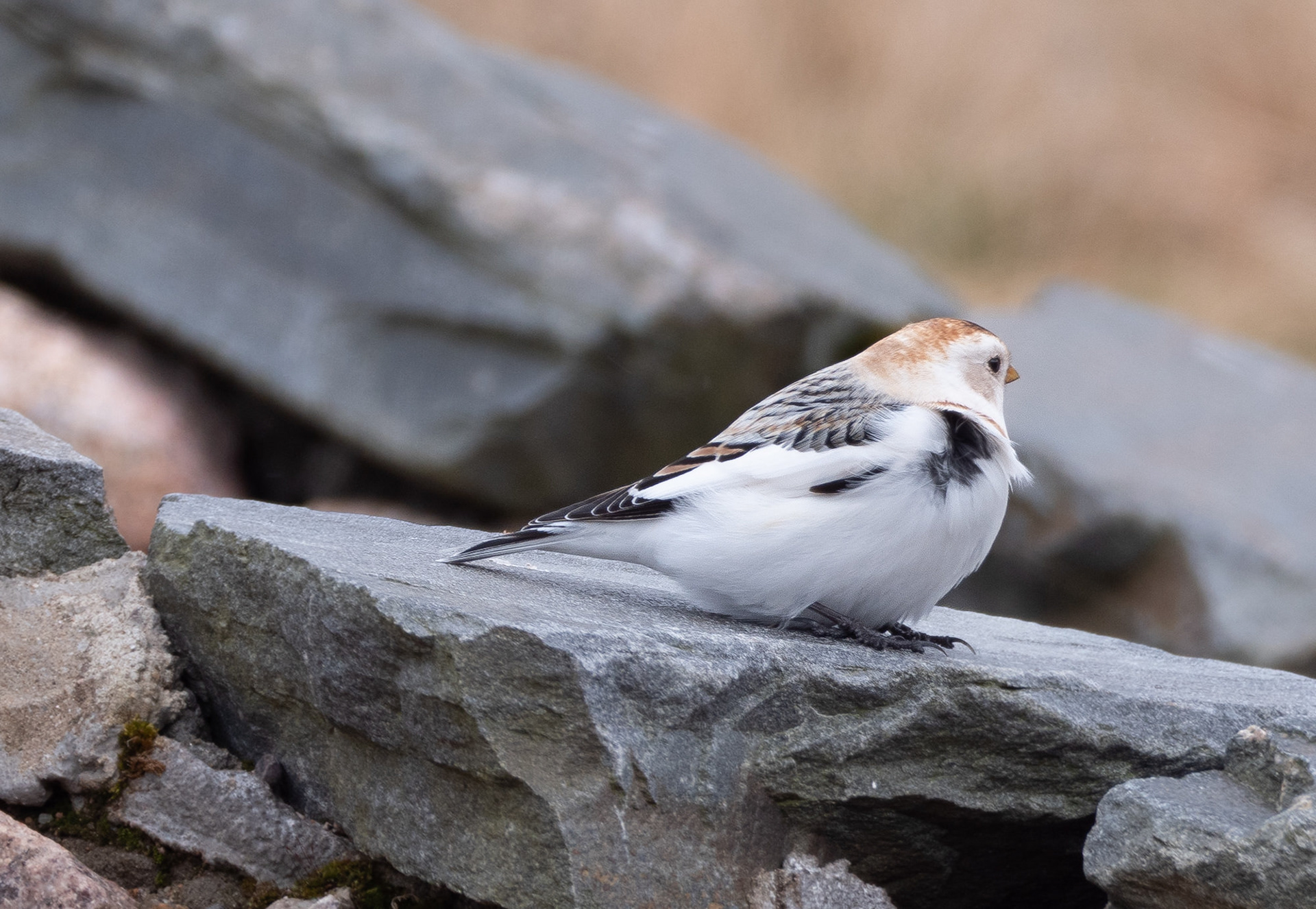 Snow Bunting