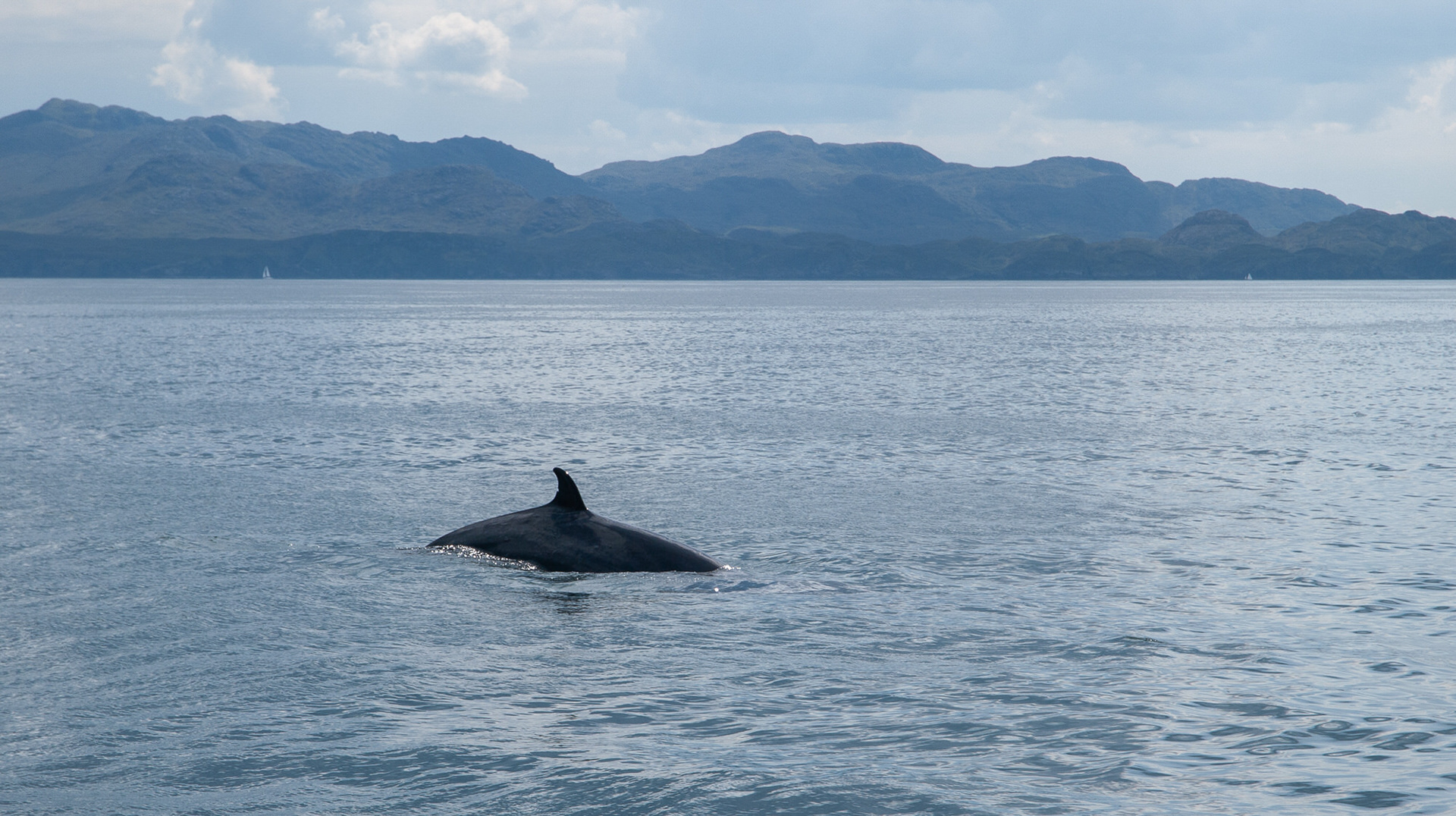 Minke Whale, Isle of Eigg