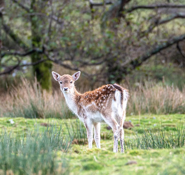 Fallow Deer