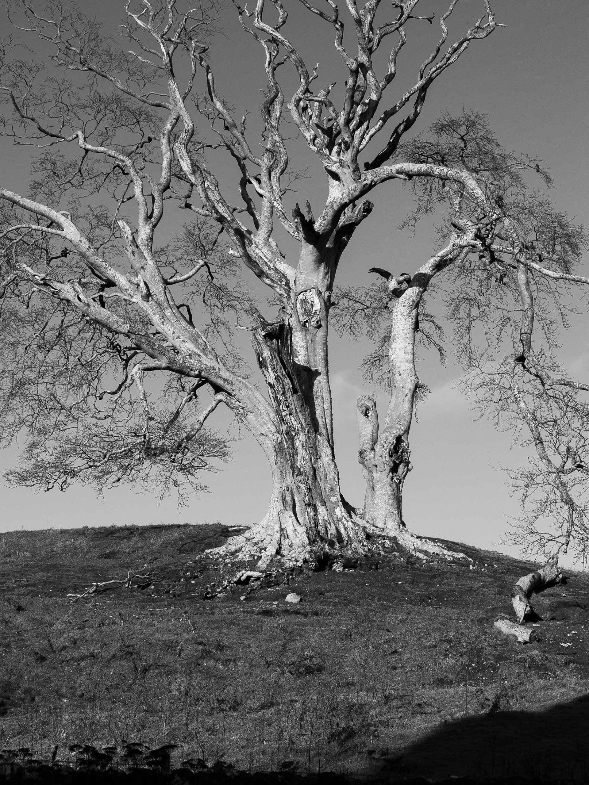 Tree, Edzell Castle, Angus, Scotland