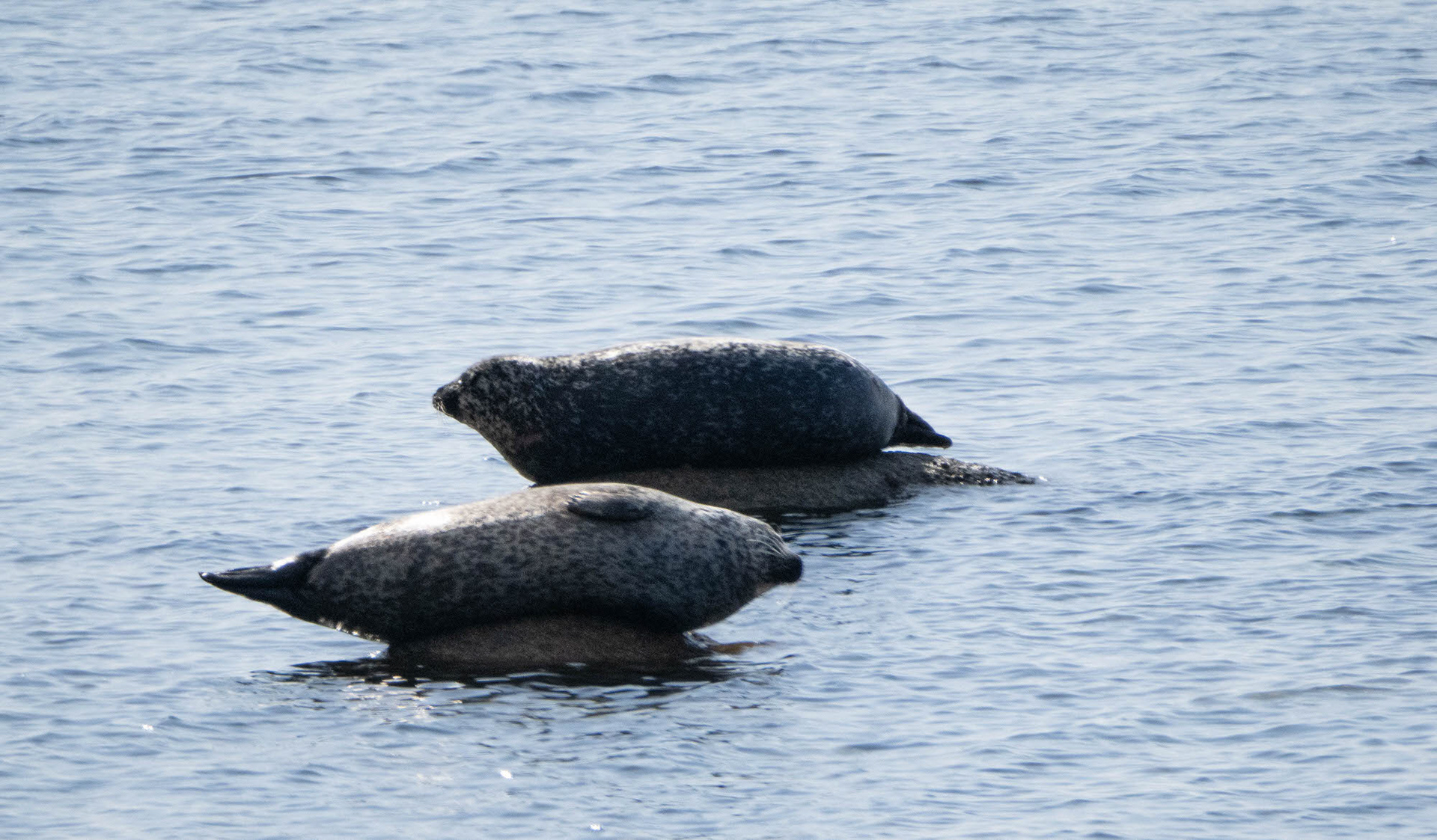 Seals, Isle of Arran