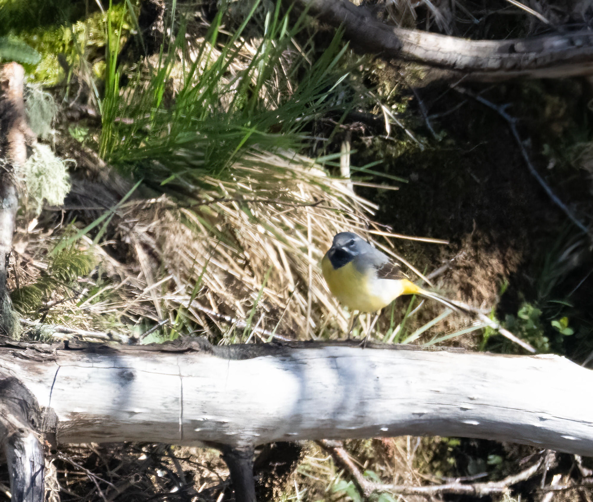 Grey Wagtail