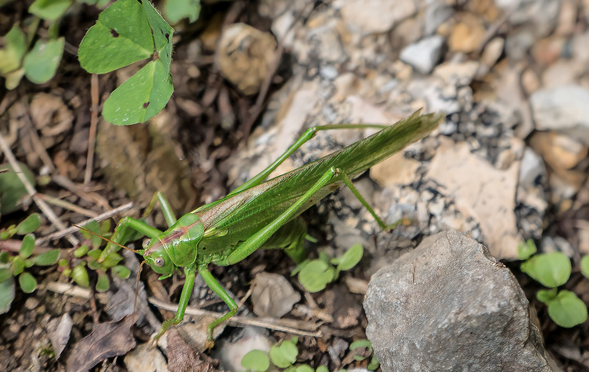 Bush cricket