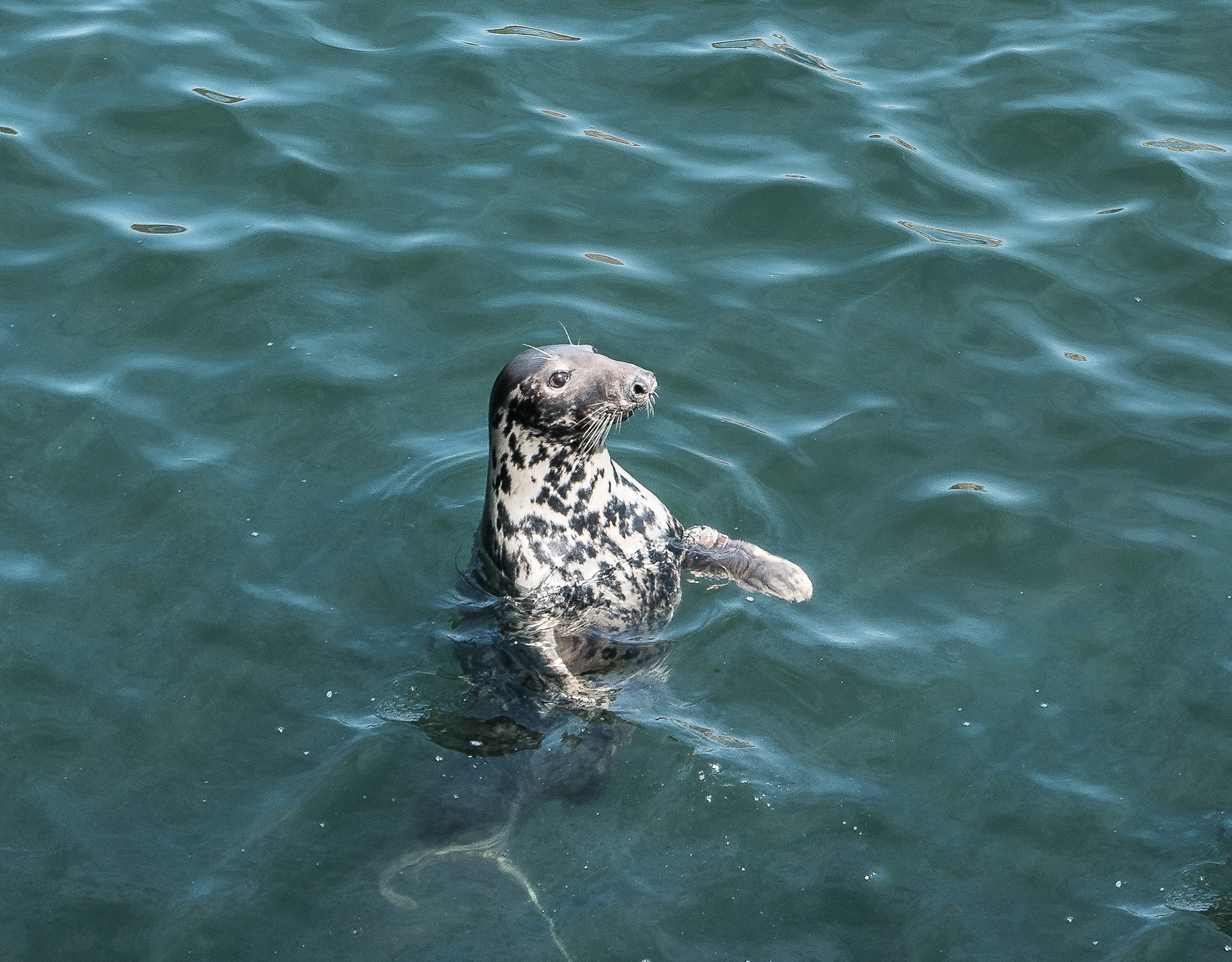 Sammy the Seal at Dunbar Harbour
