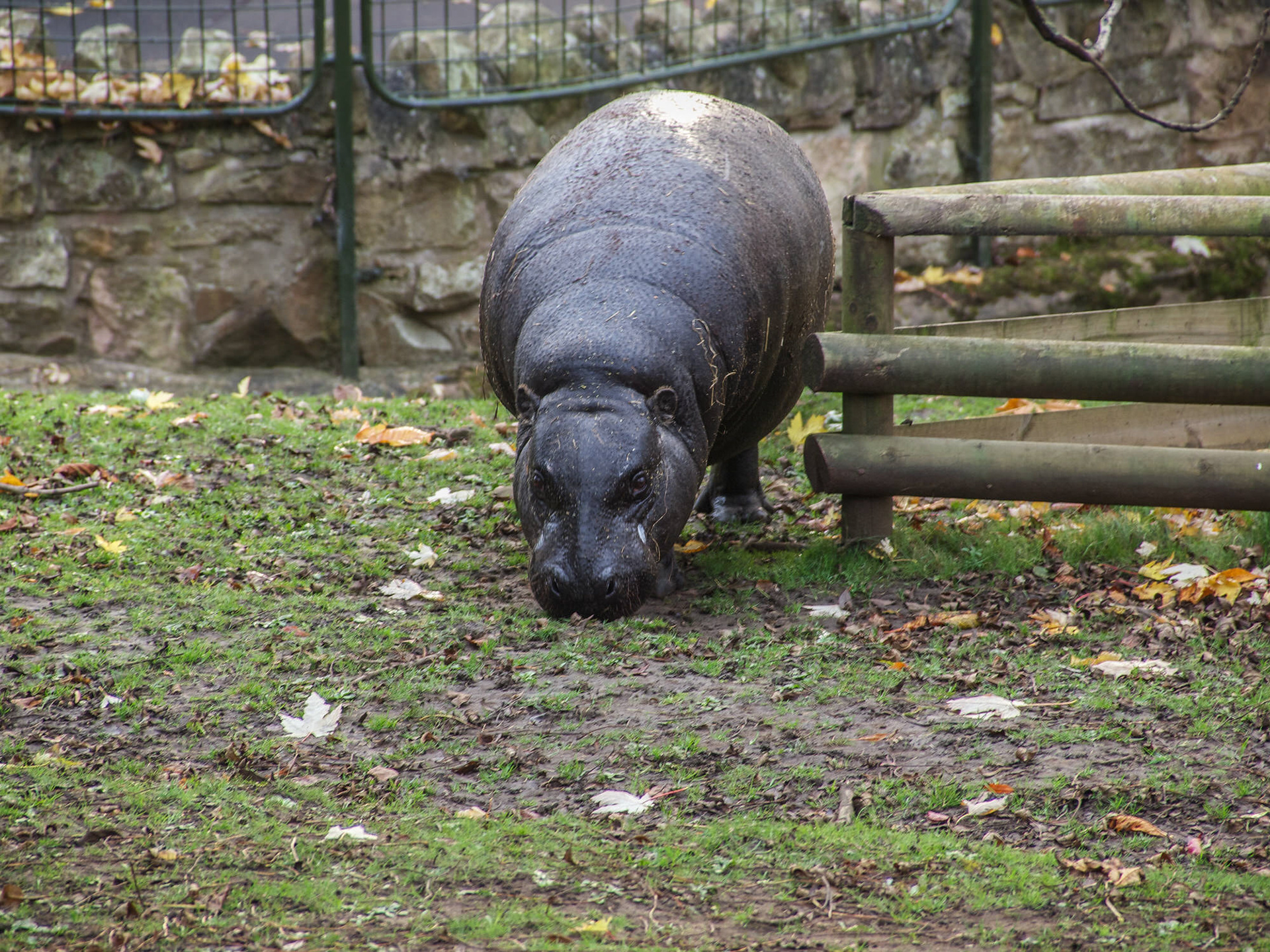 Pygmy Hippopotamus