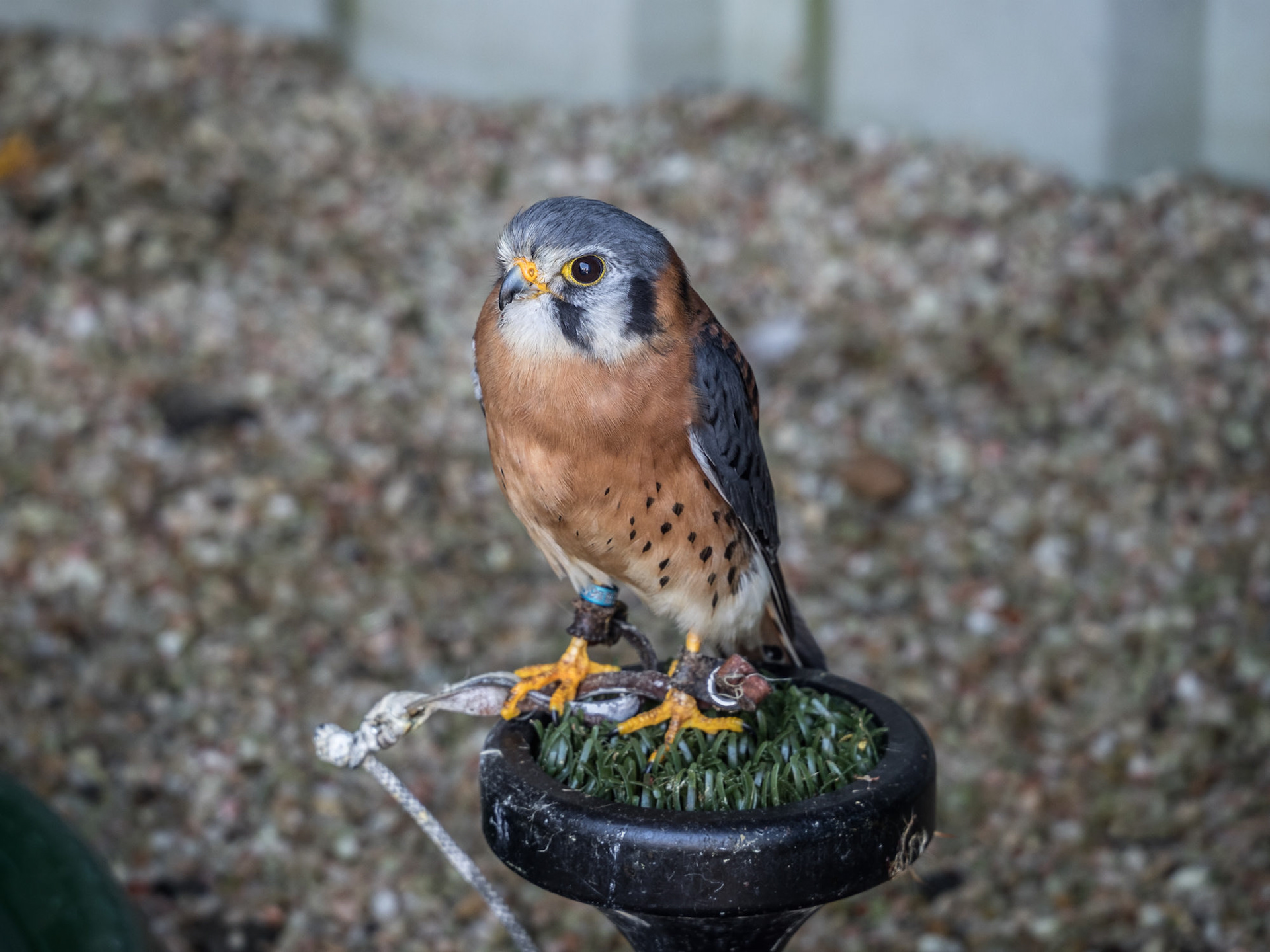 American Kestrel