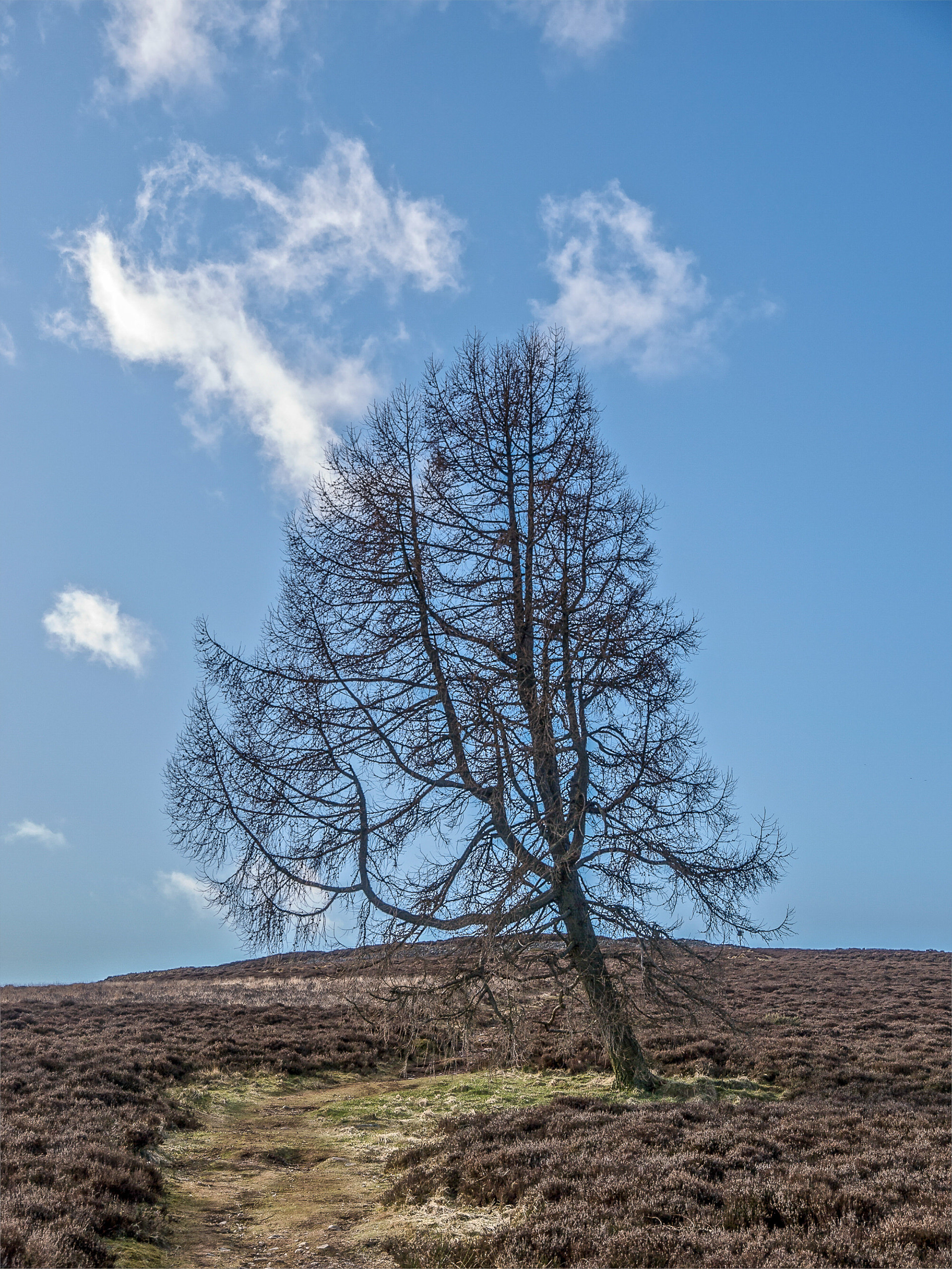 White Catherhun, Angus
