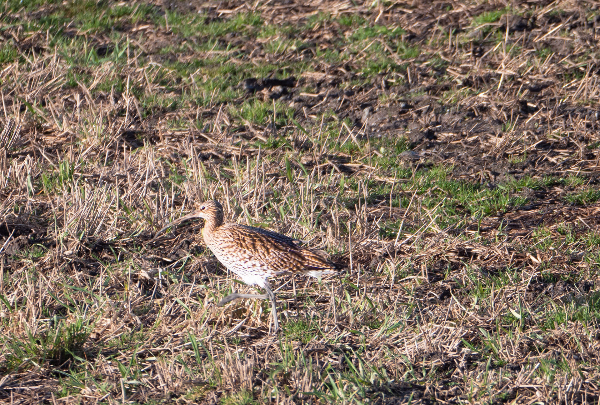 Curlew