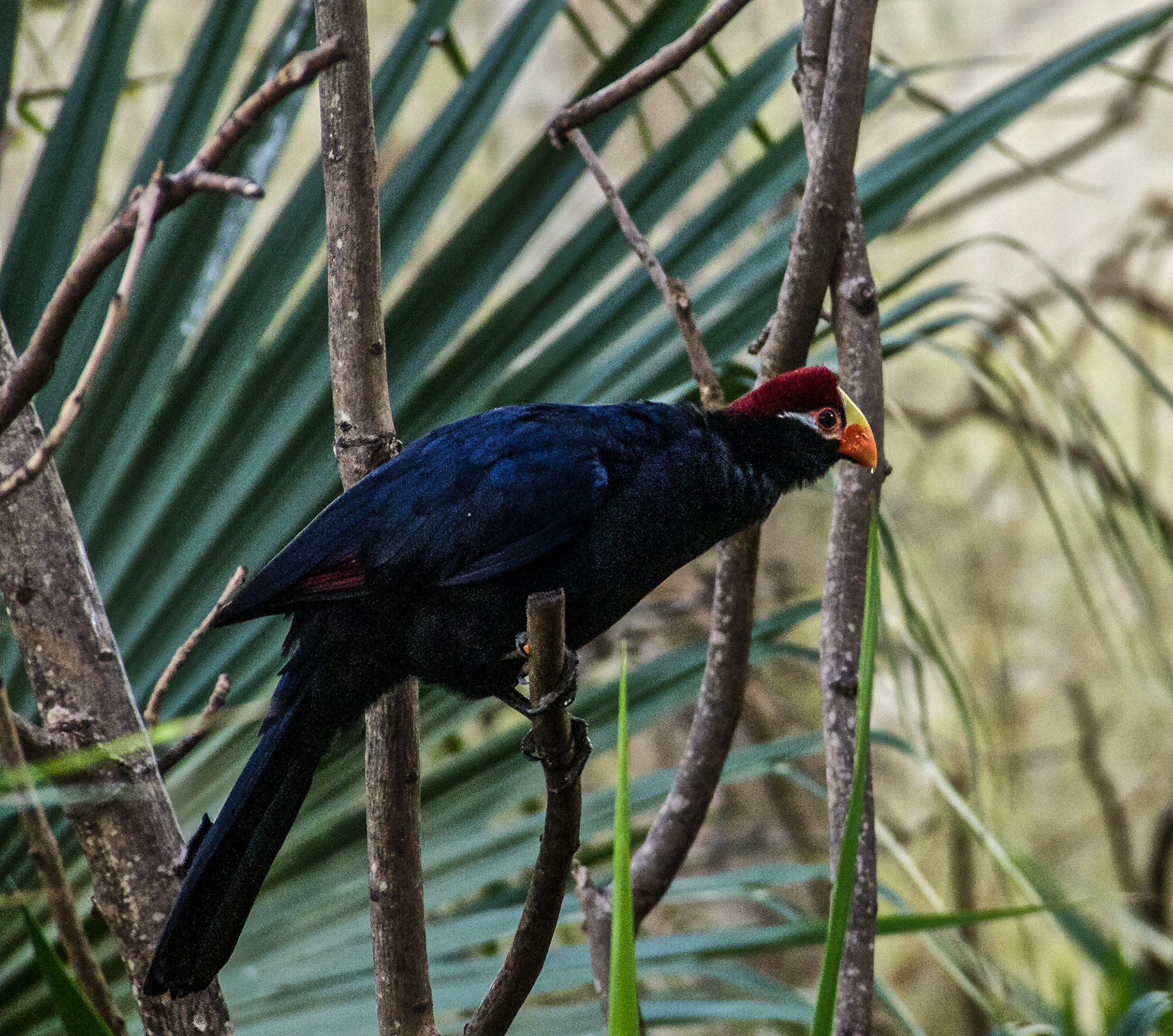 Lady Ross's Turaco