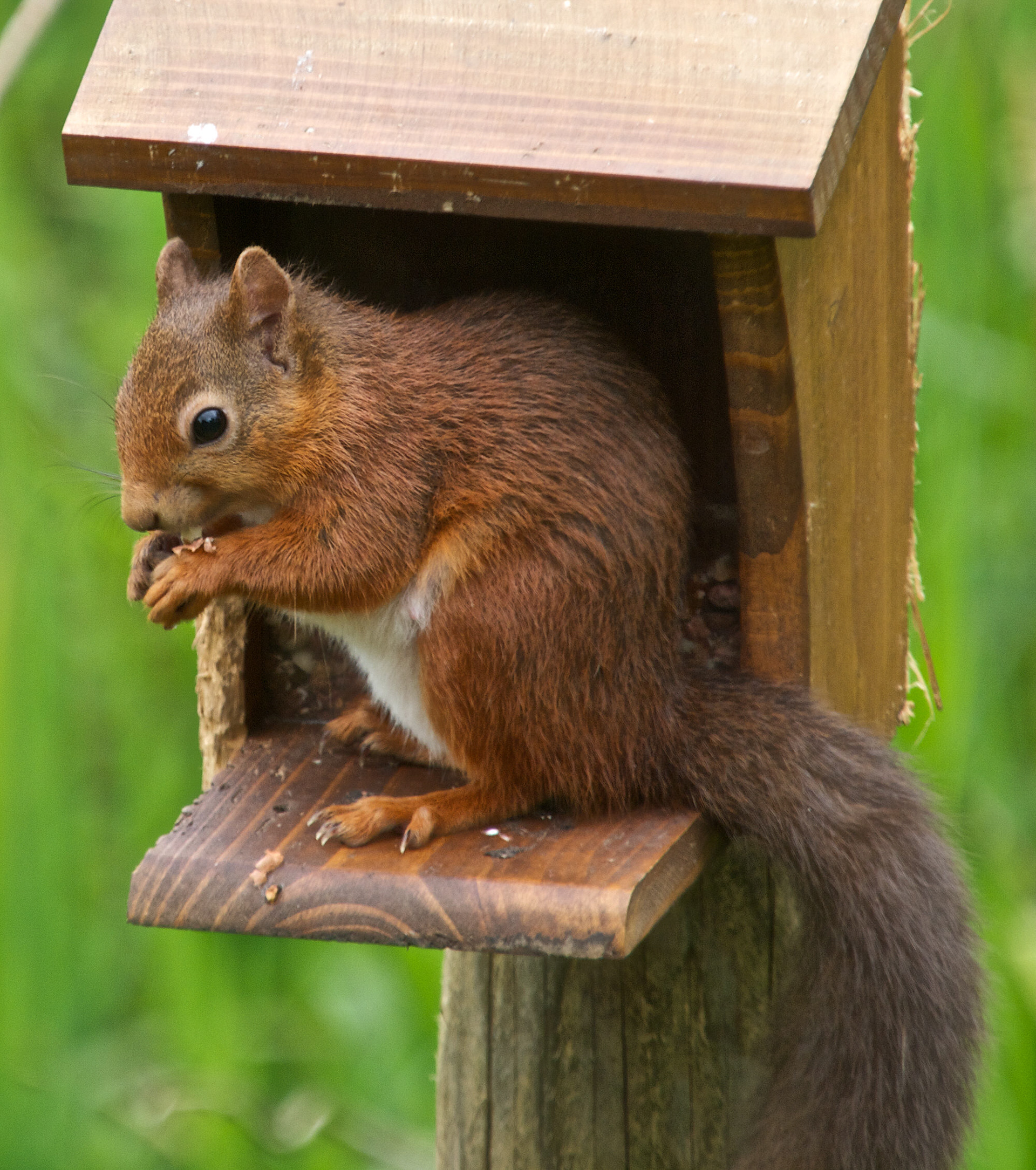 Red Squirrel
