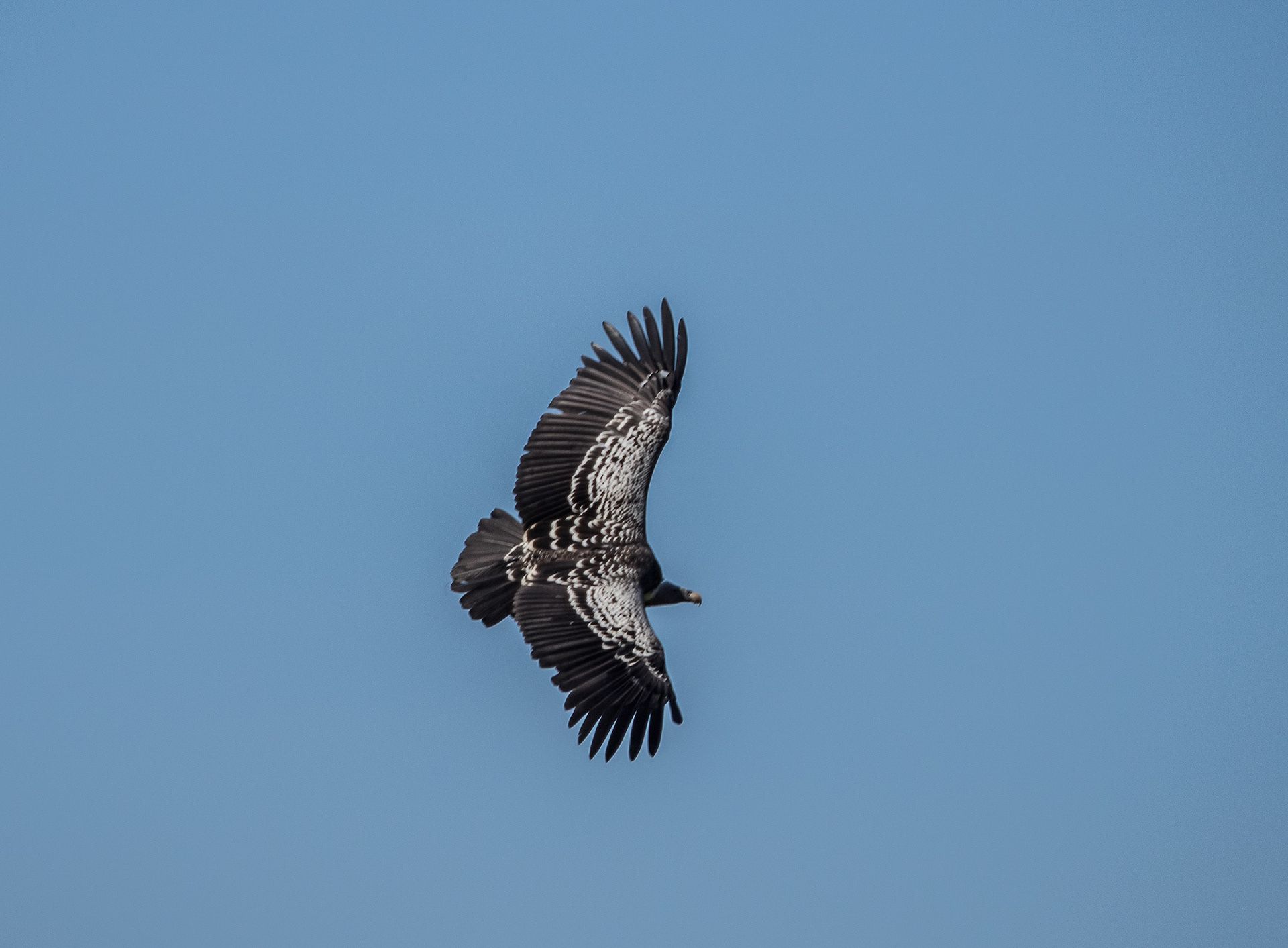 Rueppell's Griffon Vulture