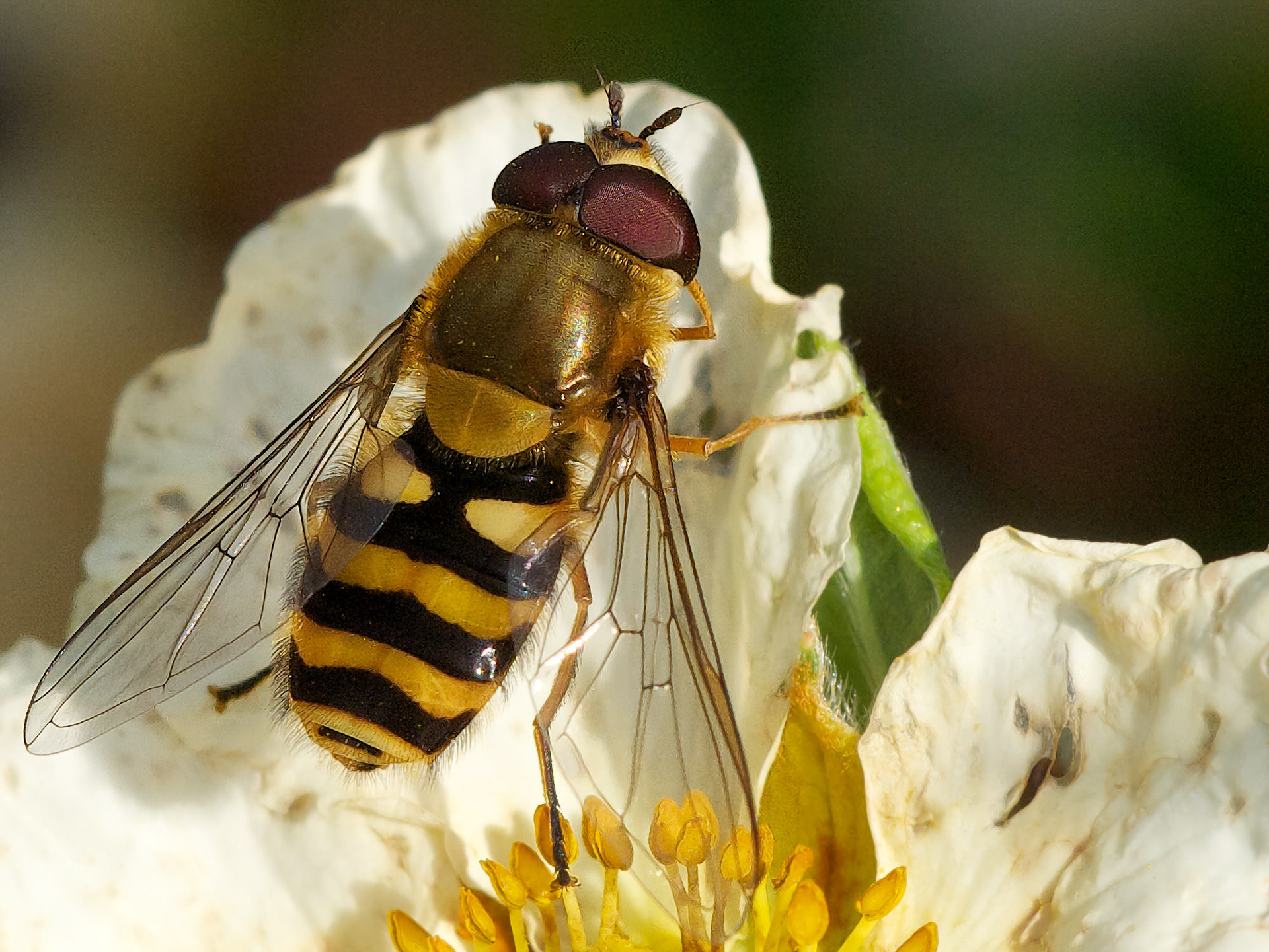 Hoverfly