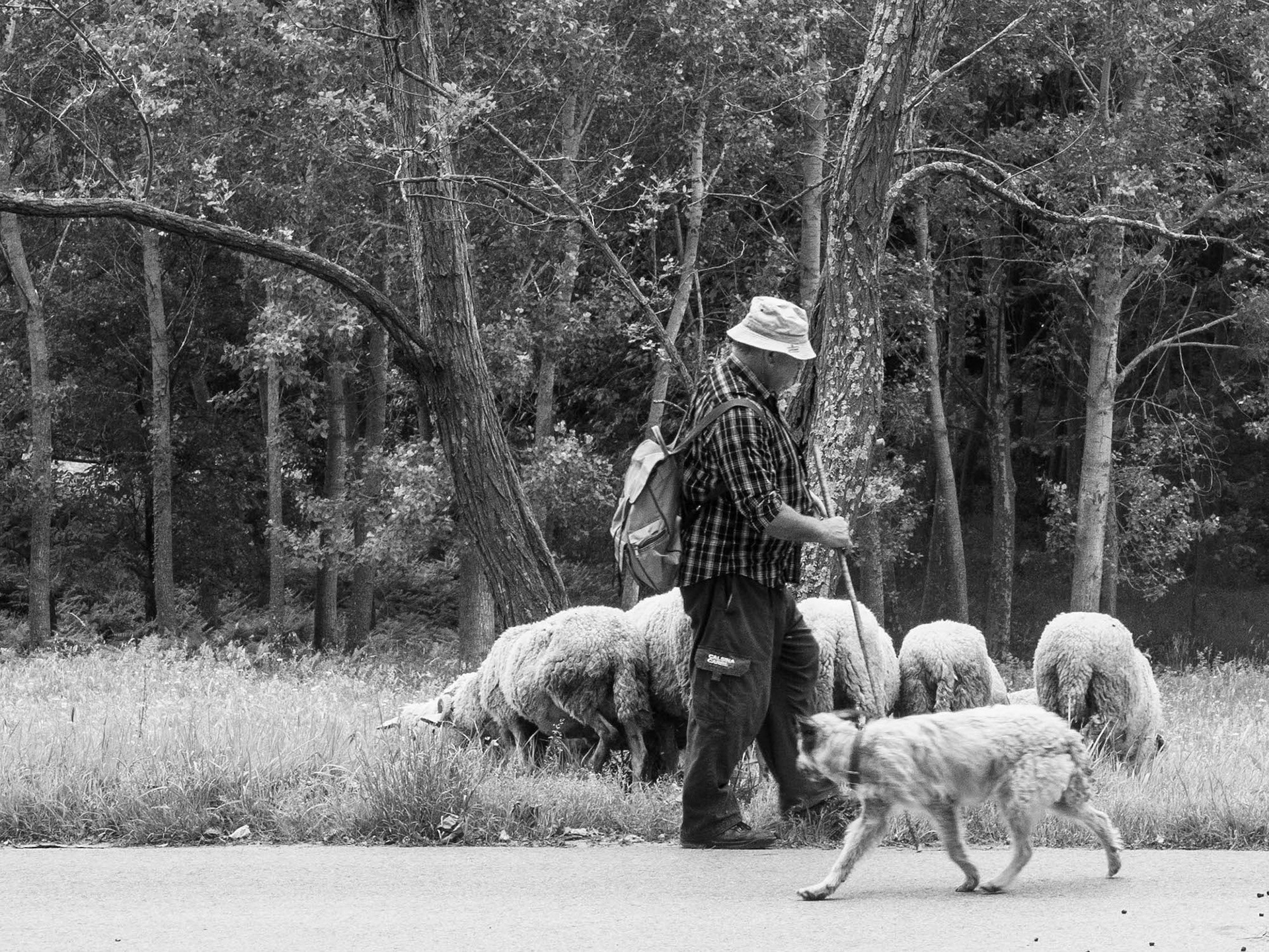 Shepherd with flock, Spain