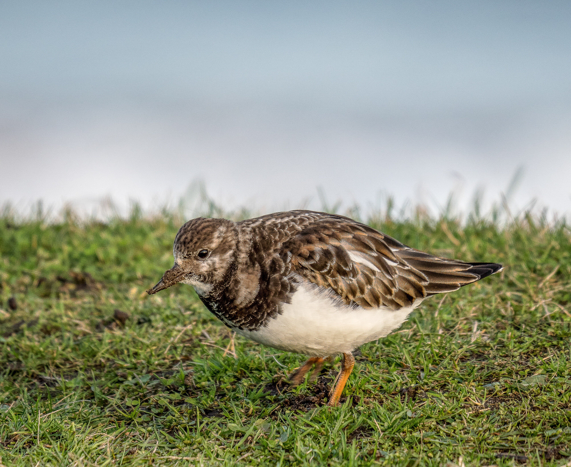 Turnstone
