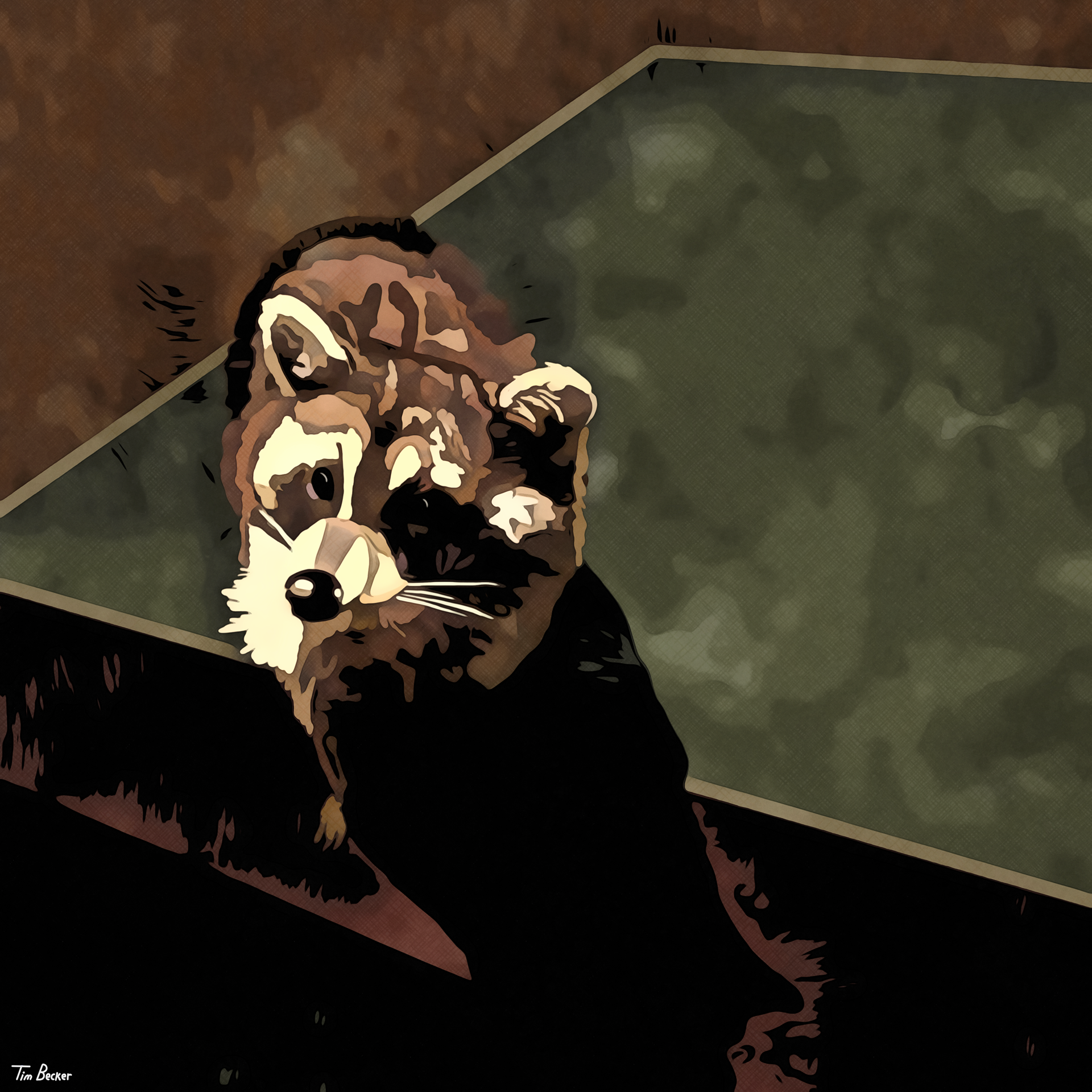 Raccoon (25 Dec. 2022)