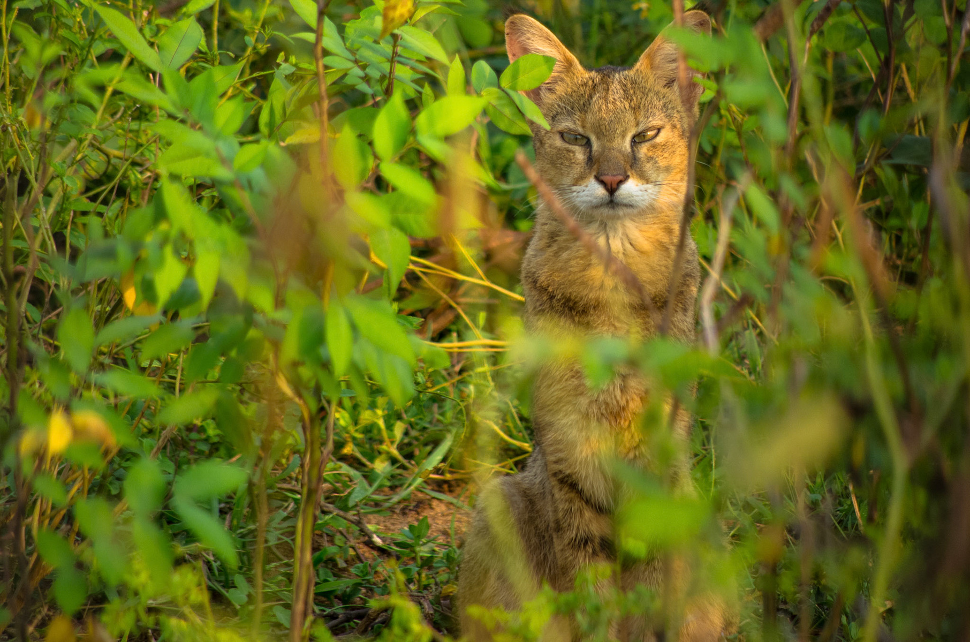 Jungelkatt (Sri Lanka)