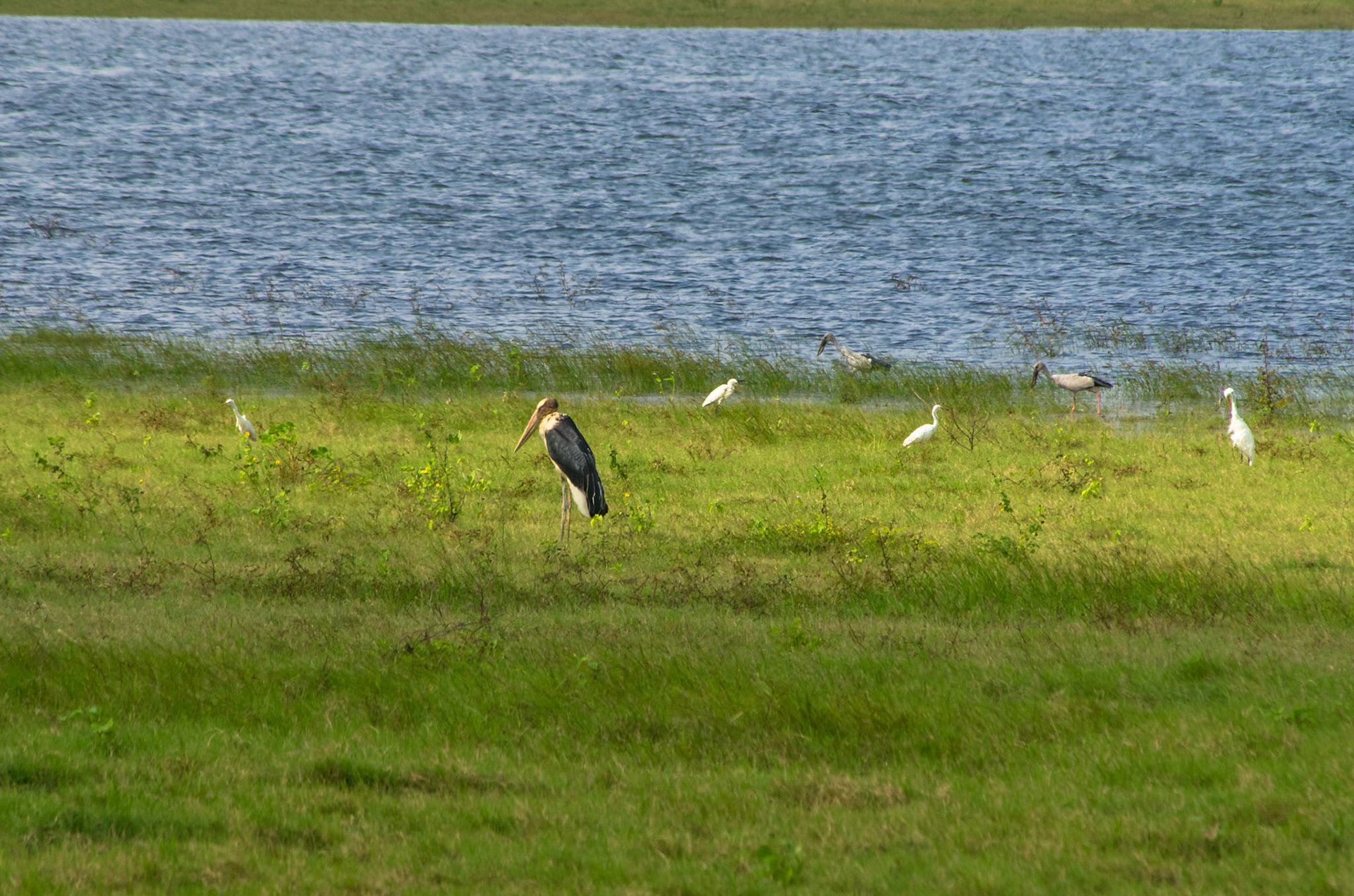 Ibis (Sri Lanka)