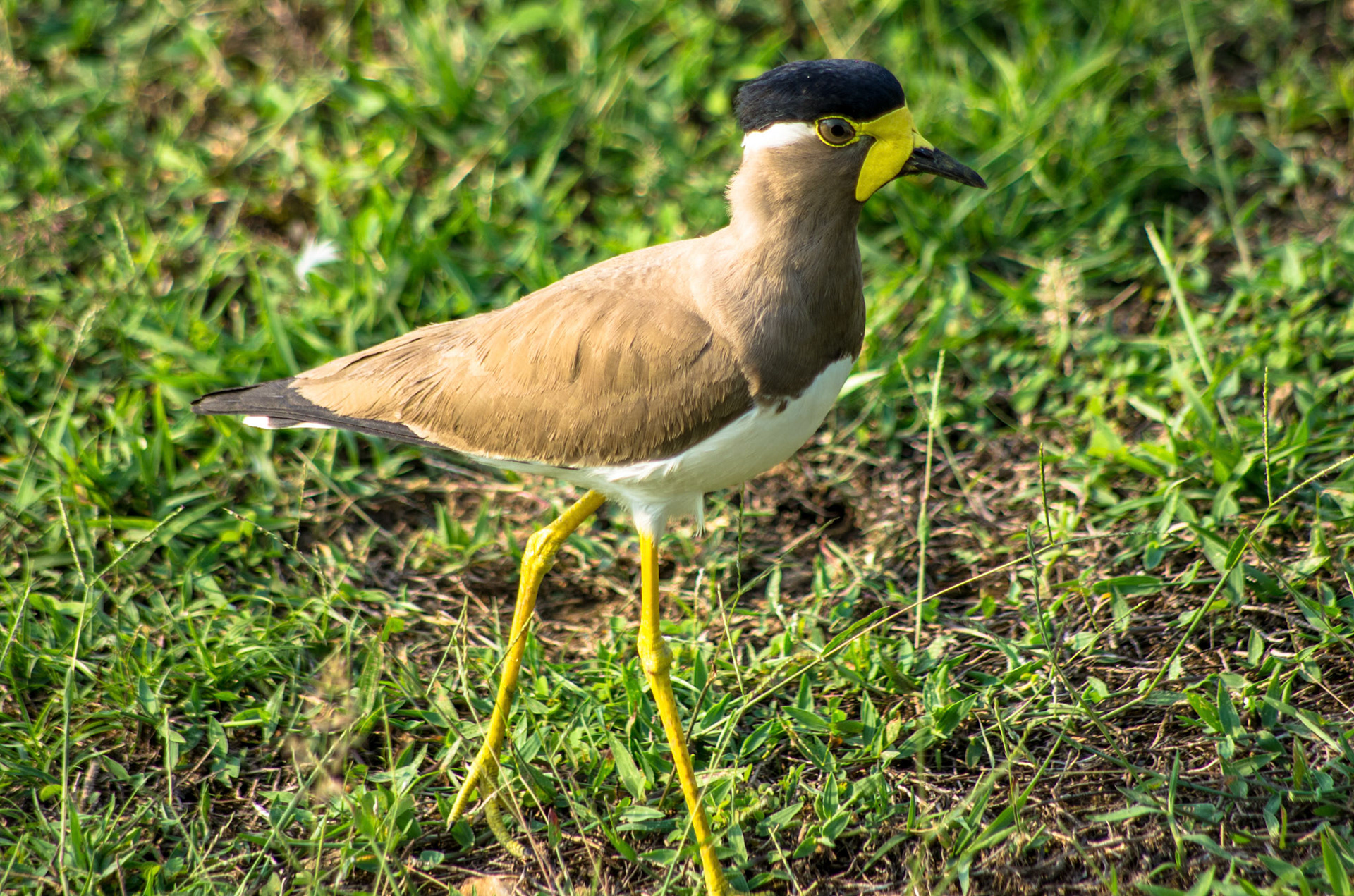 Hinduvipe (Sri Lanka)