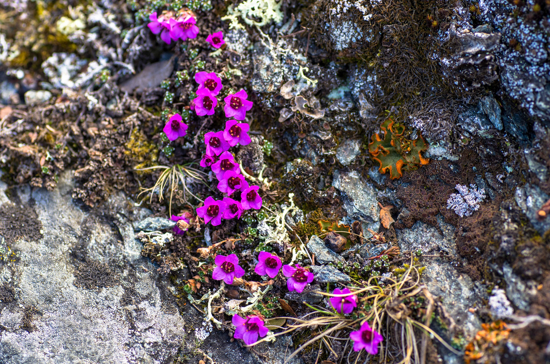 Rødsildre på Knutshø