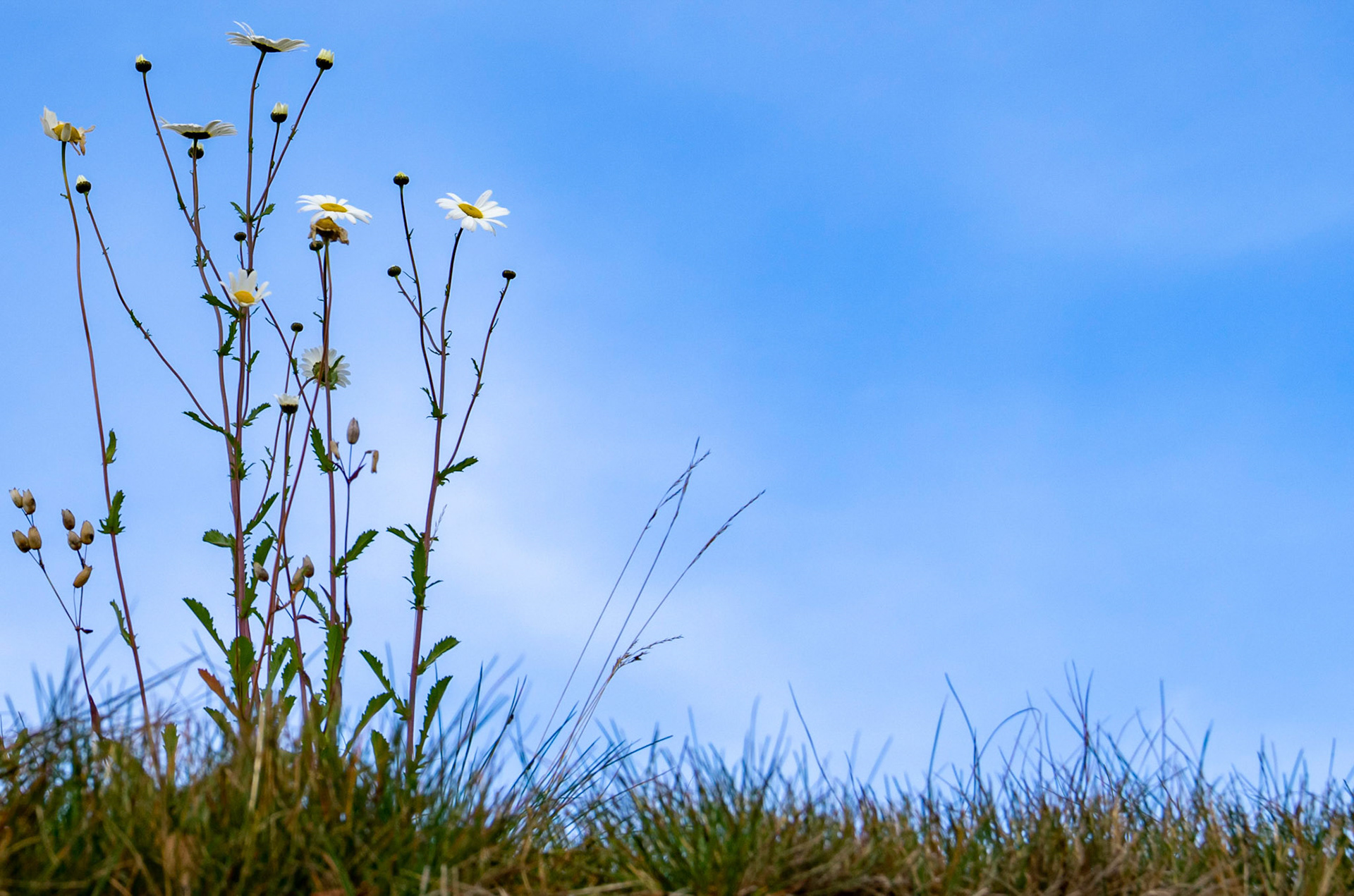 Prestekrage på hyttetaket