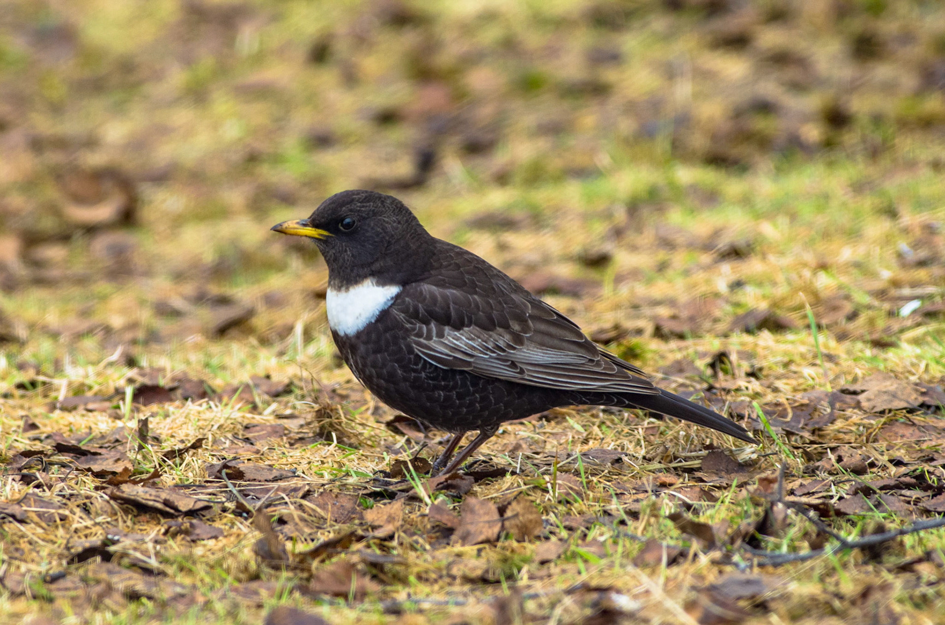 Ringtros ved Birkebu