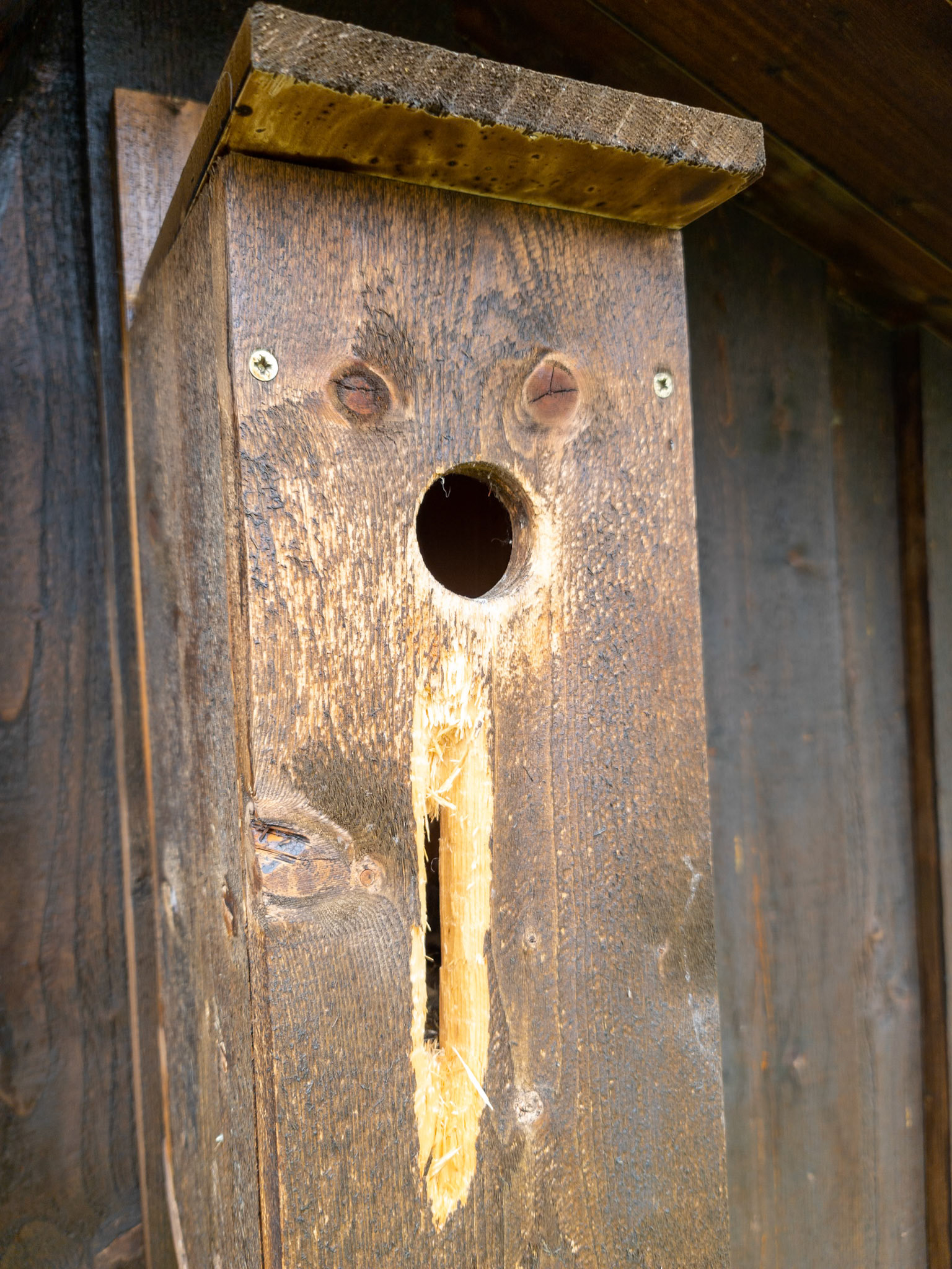 Etter hakkespettangrep