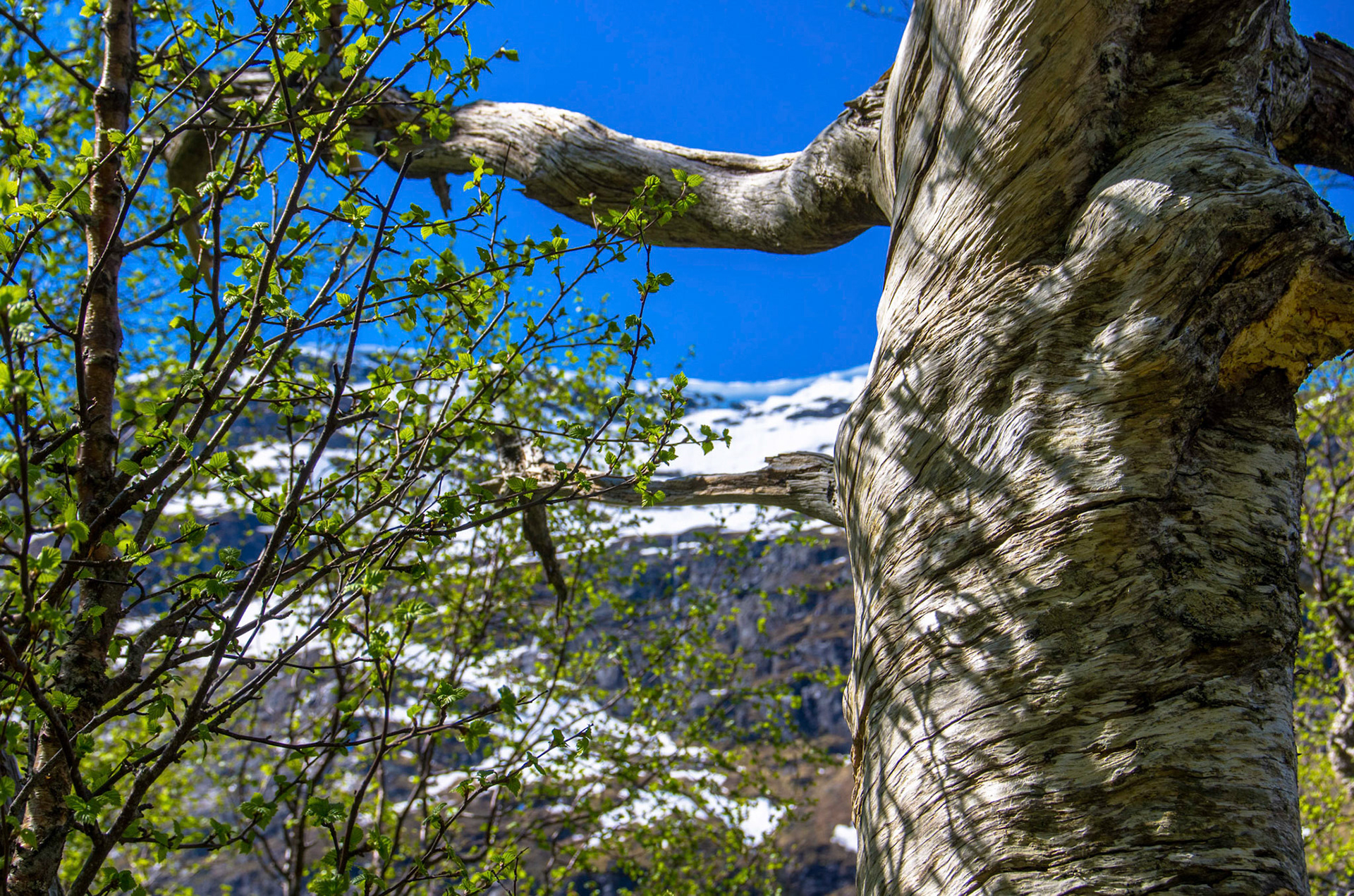 Furugadd i Langedalen