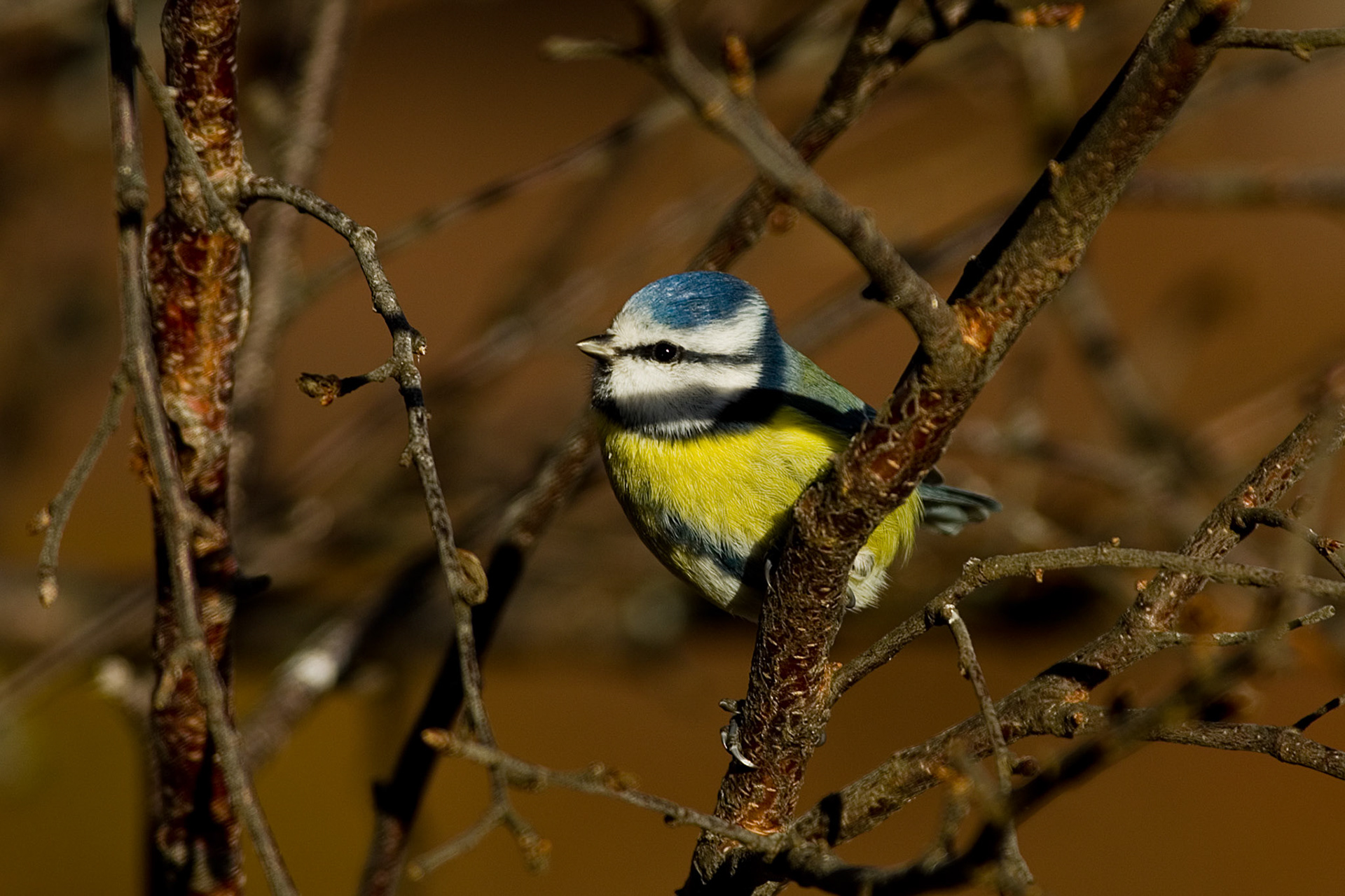 Blåmeis ved Birkebu