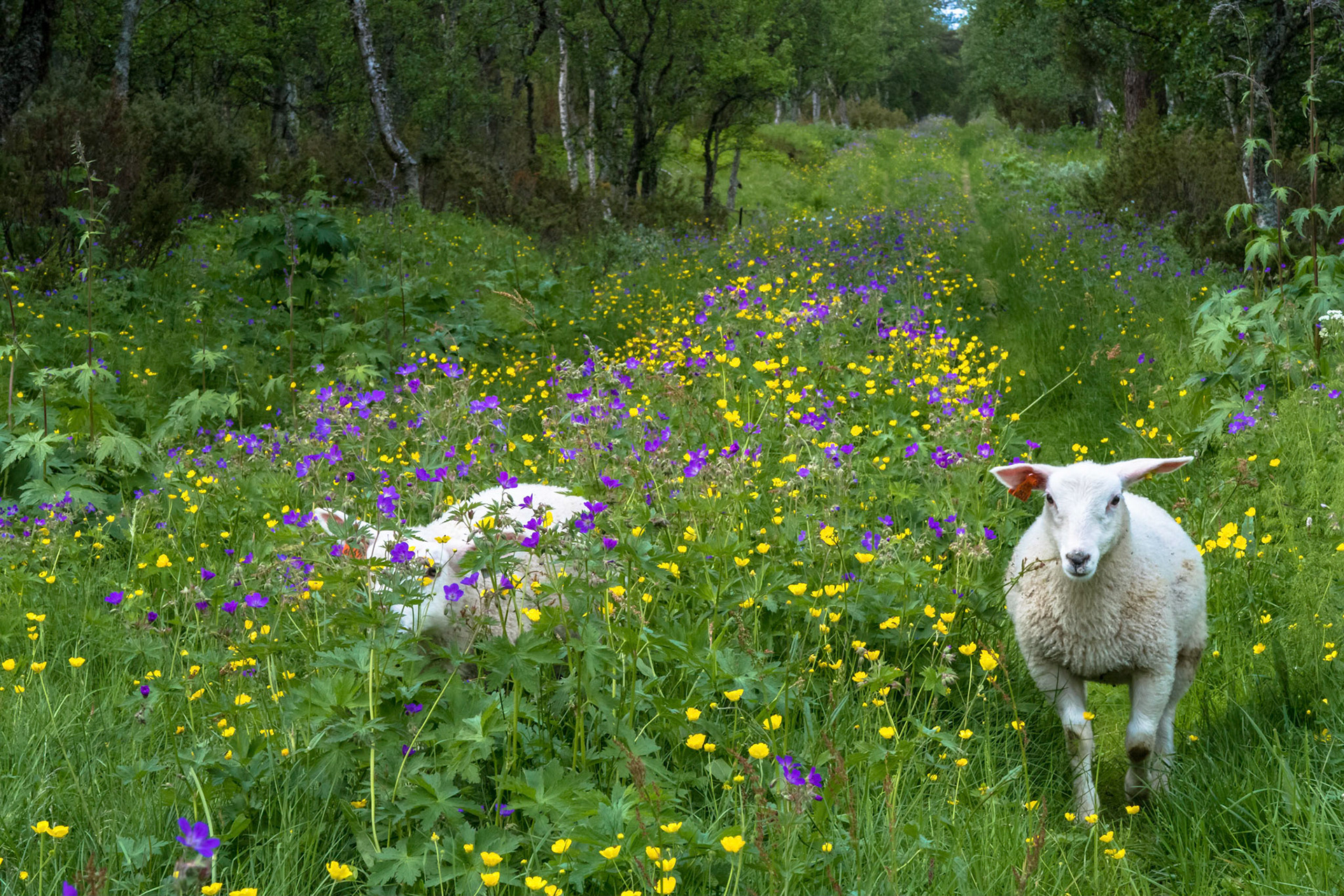 Lam i blomstereng, Gisnadalen