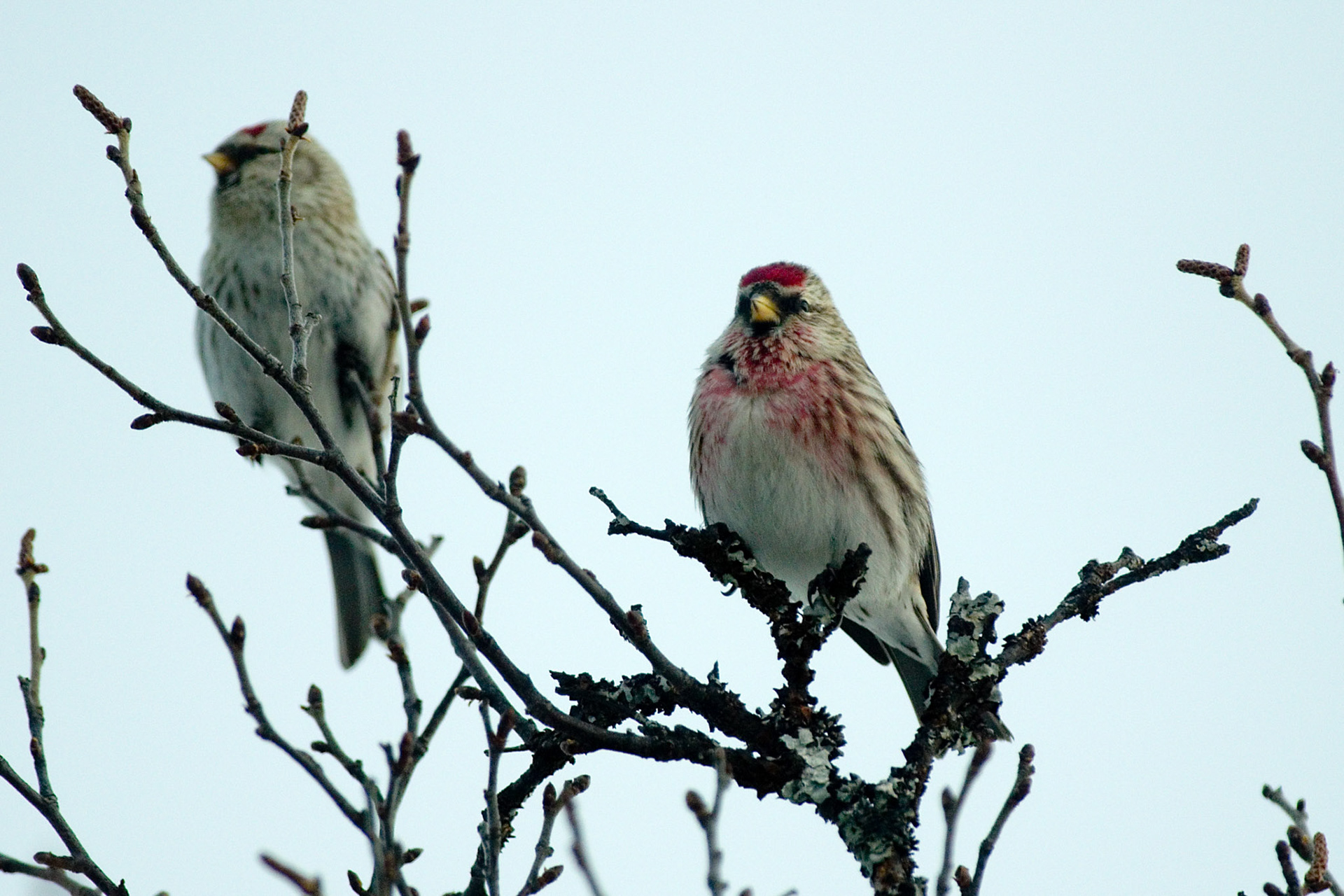 Gråsisik ved Birkebu