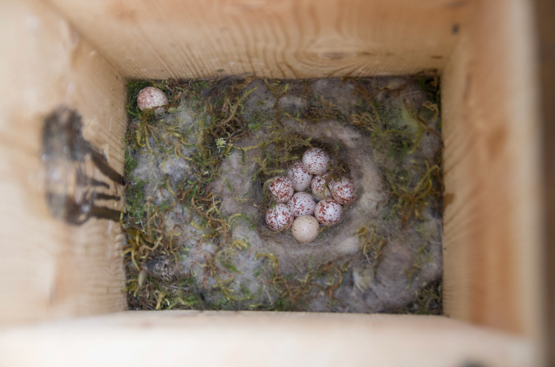 Kjøttmeisegg (fuglekassa åpnet på høsten)
