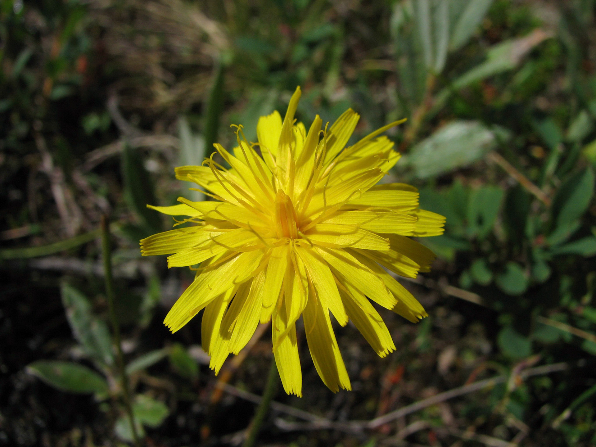 Følblom