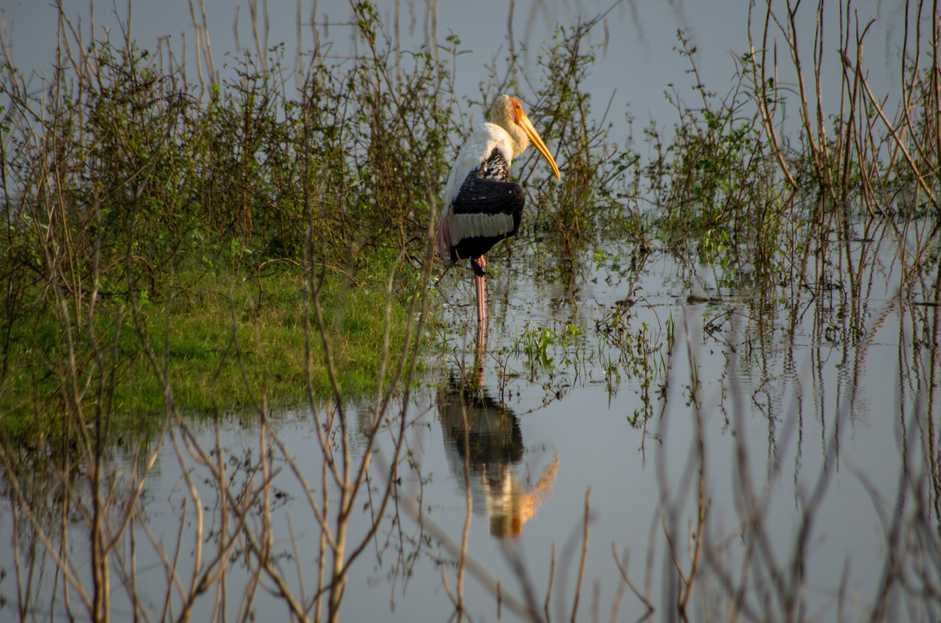 Beltestork (Sri Lanka)