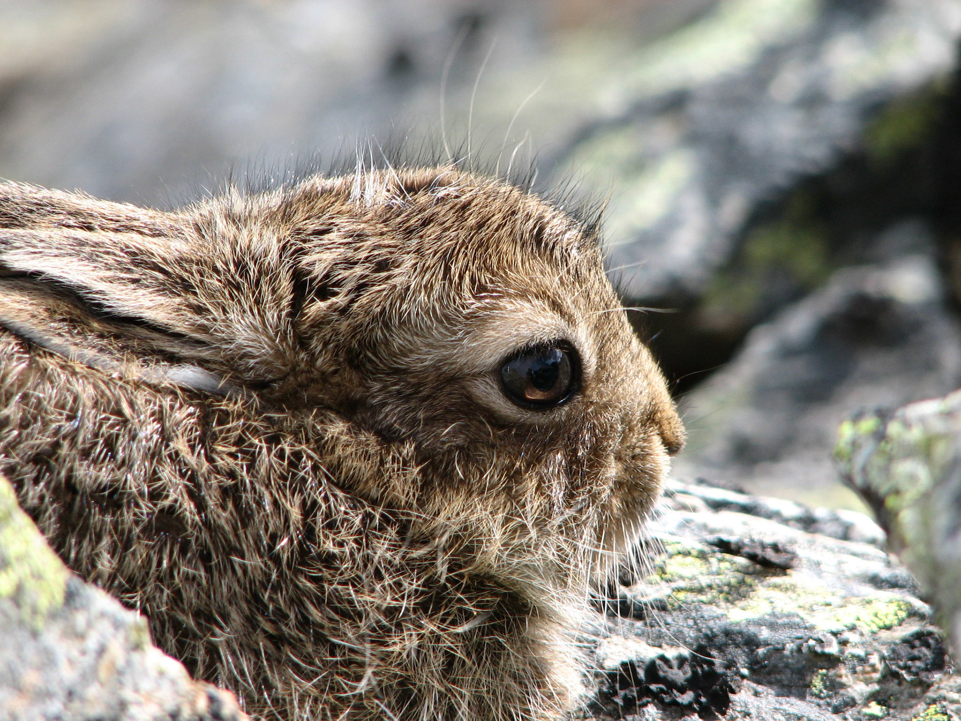 Hareunge på Ryssdalshornet