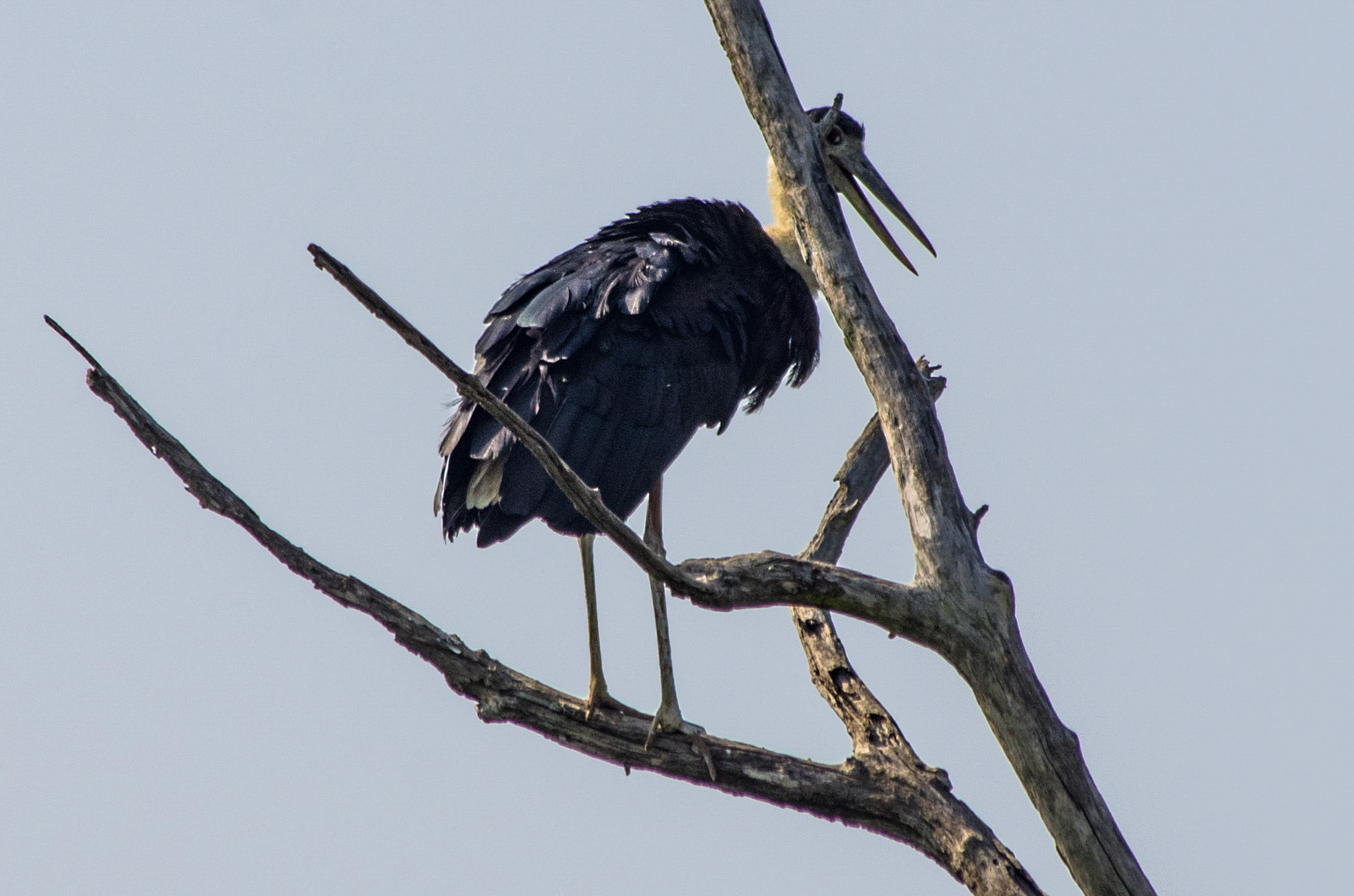 Ullhalsstork (Sri Lanka)
