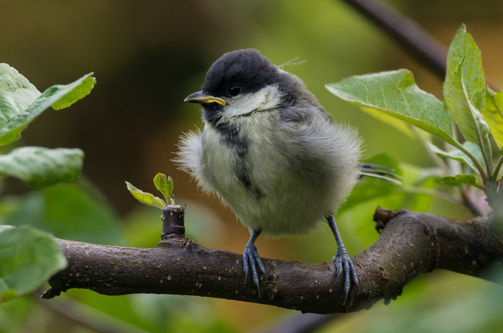 Kjøttmeisunge i Trondheim