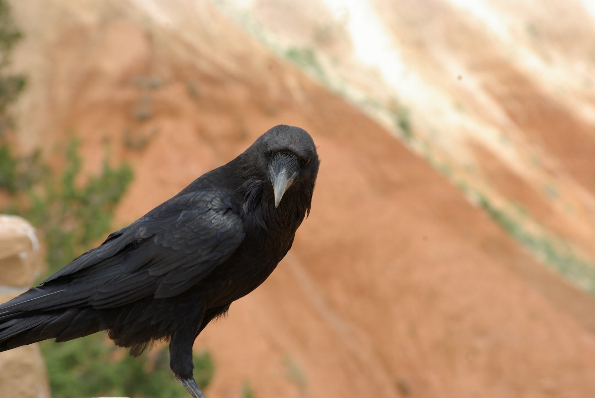 Ravn