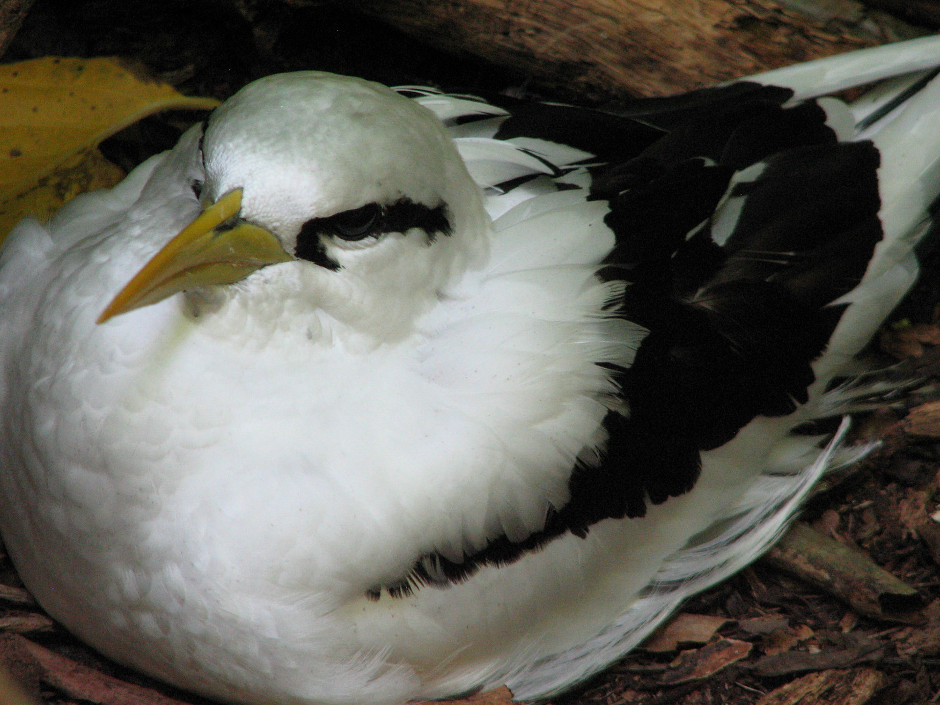 White tailed tropicbird (Seychellene)