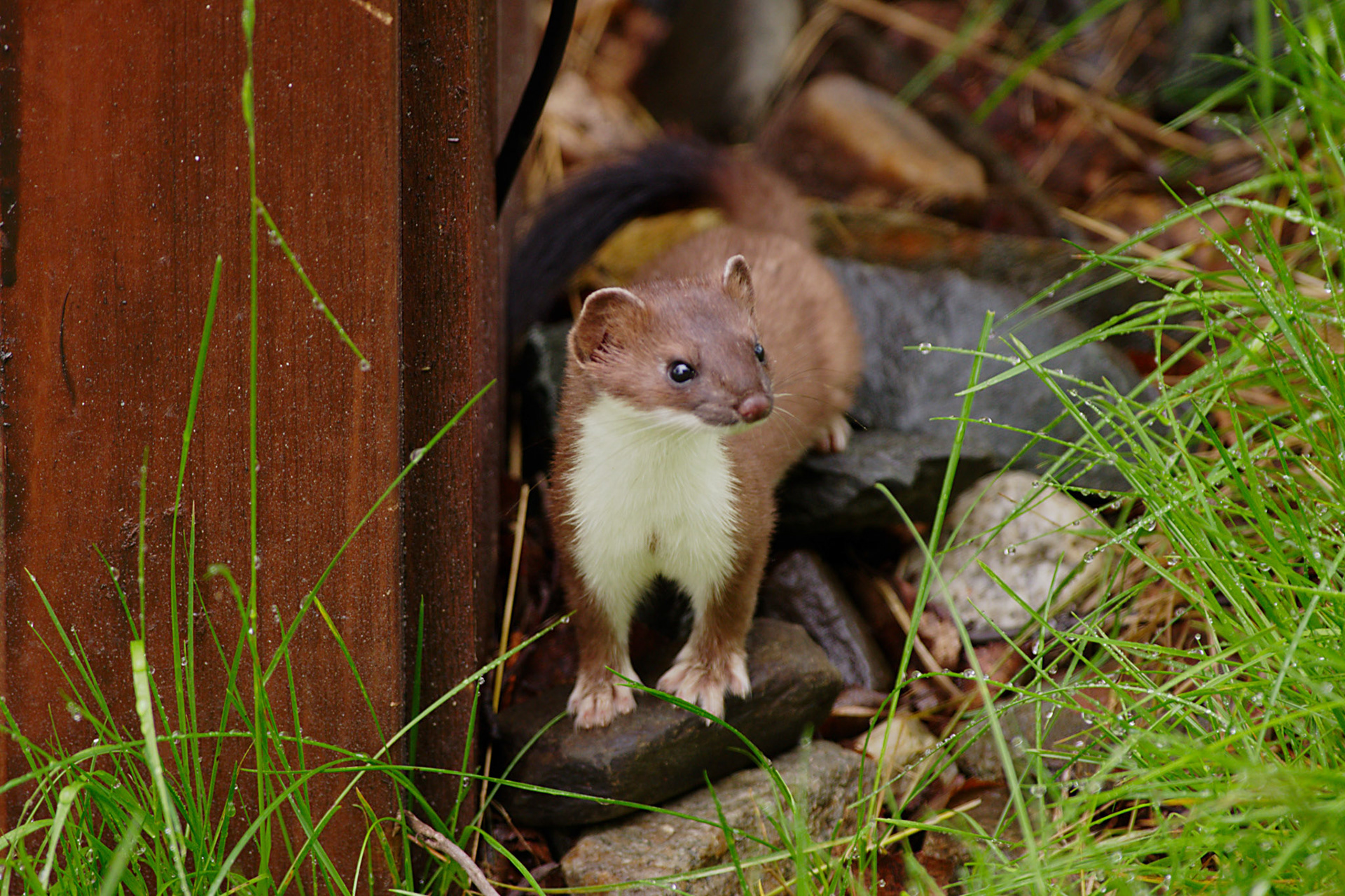 Røyskatt