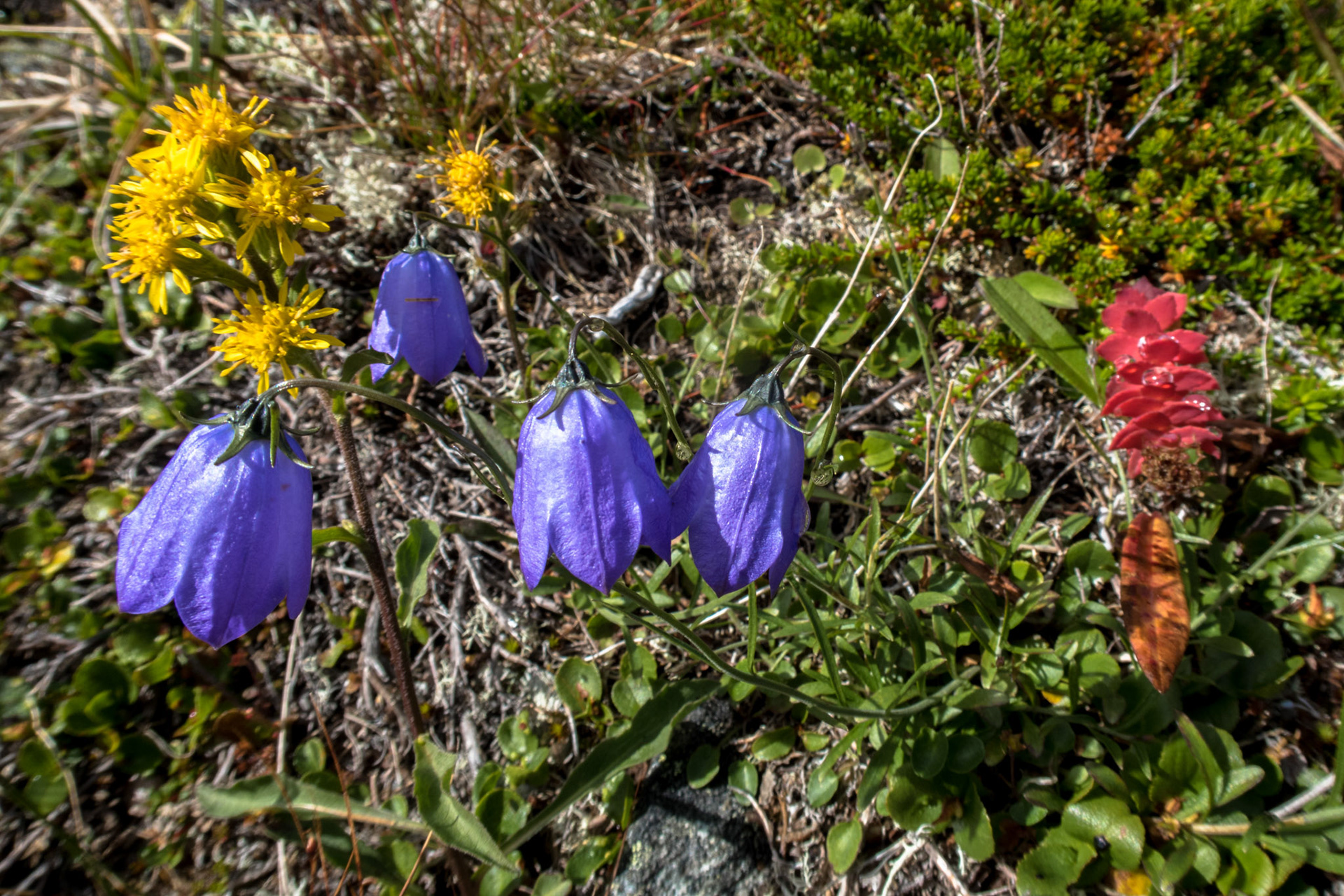 Blåklokke og gullris ved Aursjøveien