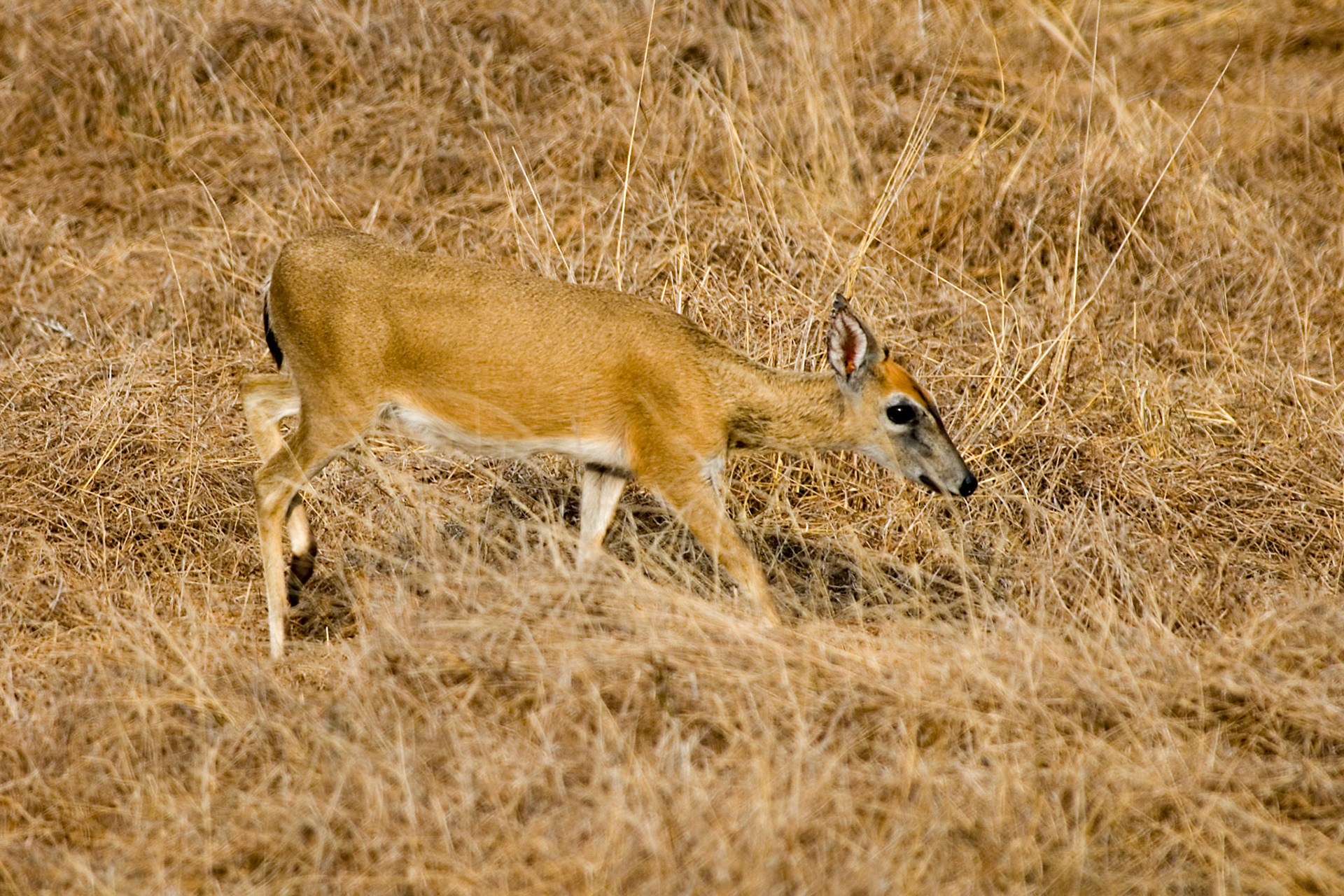 Antilope (Angola)