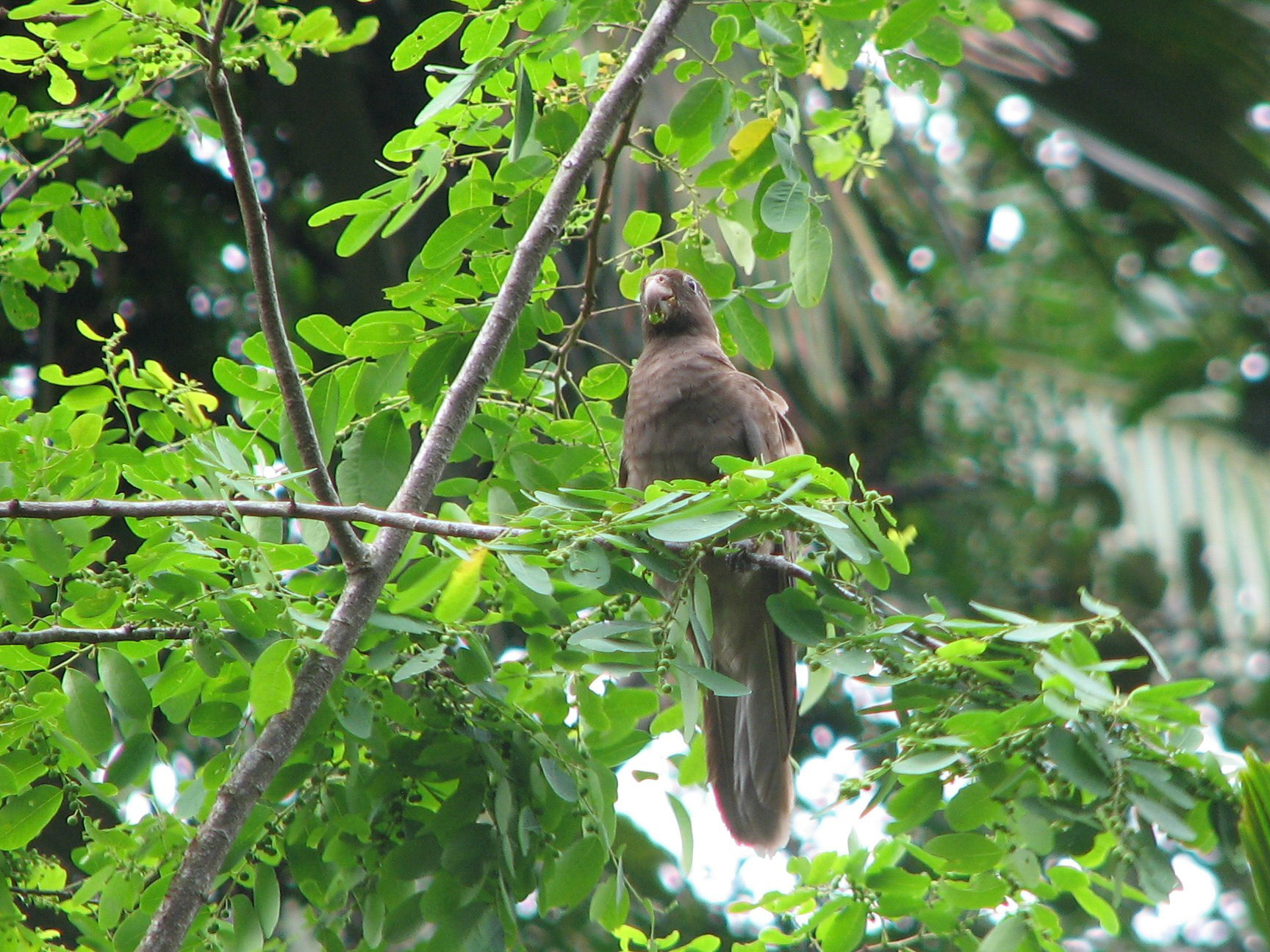 Seychelles black parrot