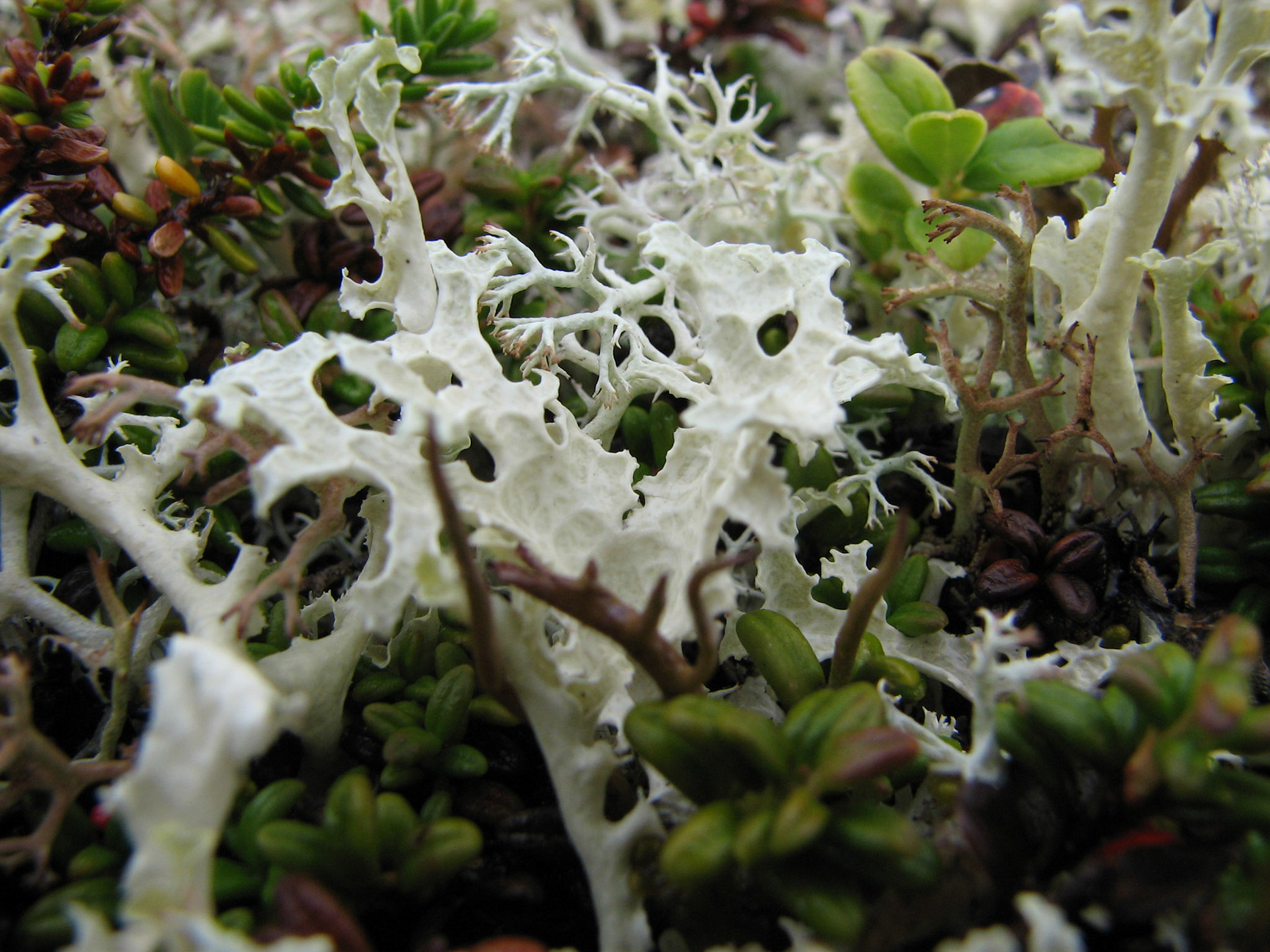 Gulskinn, gulskjerpe, lys og grå reinlav