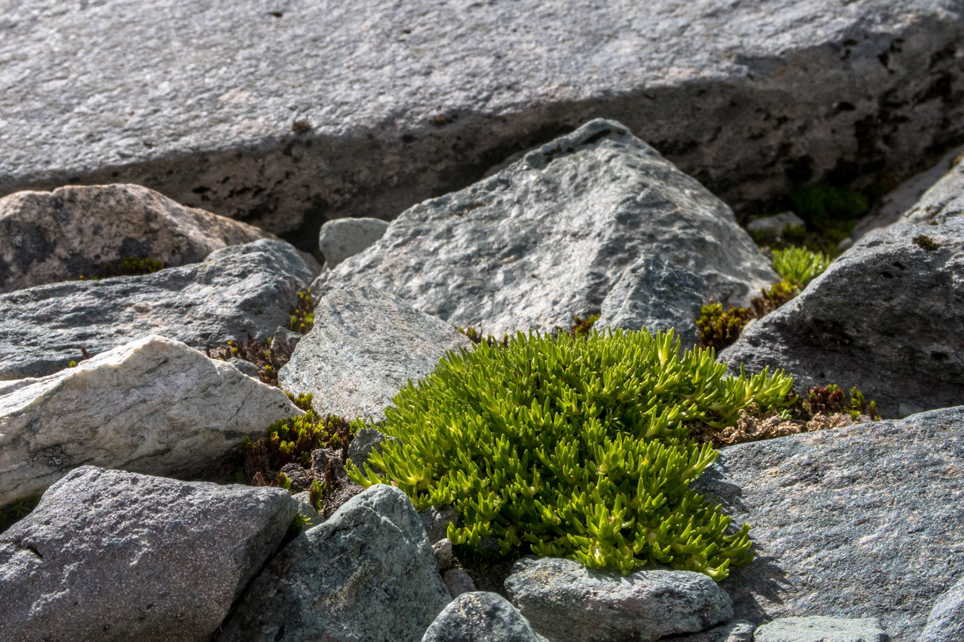 Mose ved Brattskarven i Oppdal