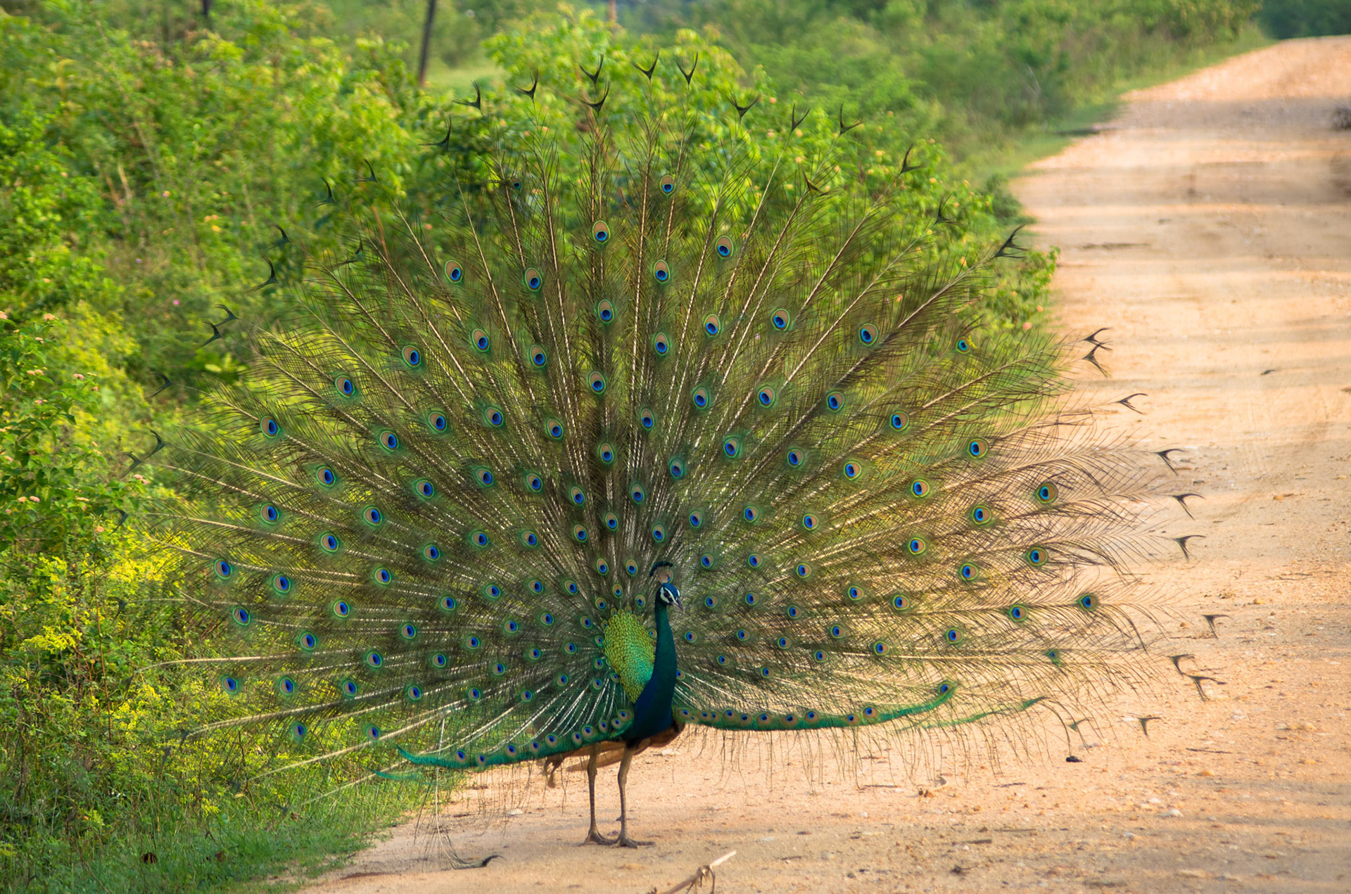Indiapåfugl (Sri Lanka)